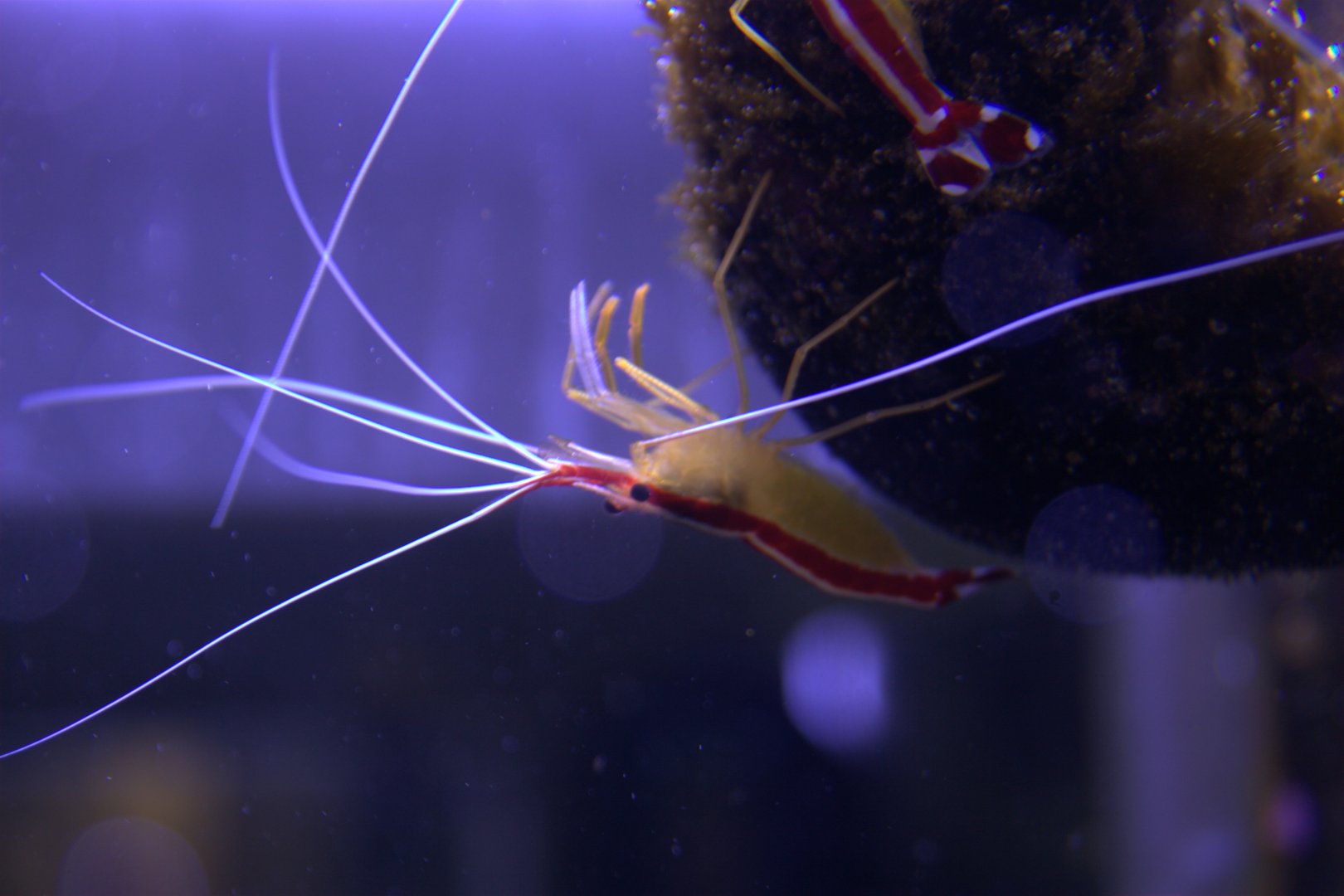 Pacific Cleaner Shrimp (Lysmata amboinensis), 2025-08-23