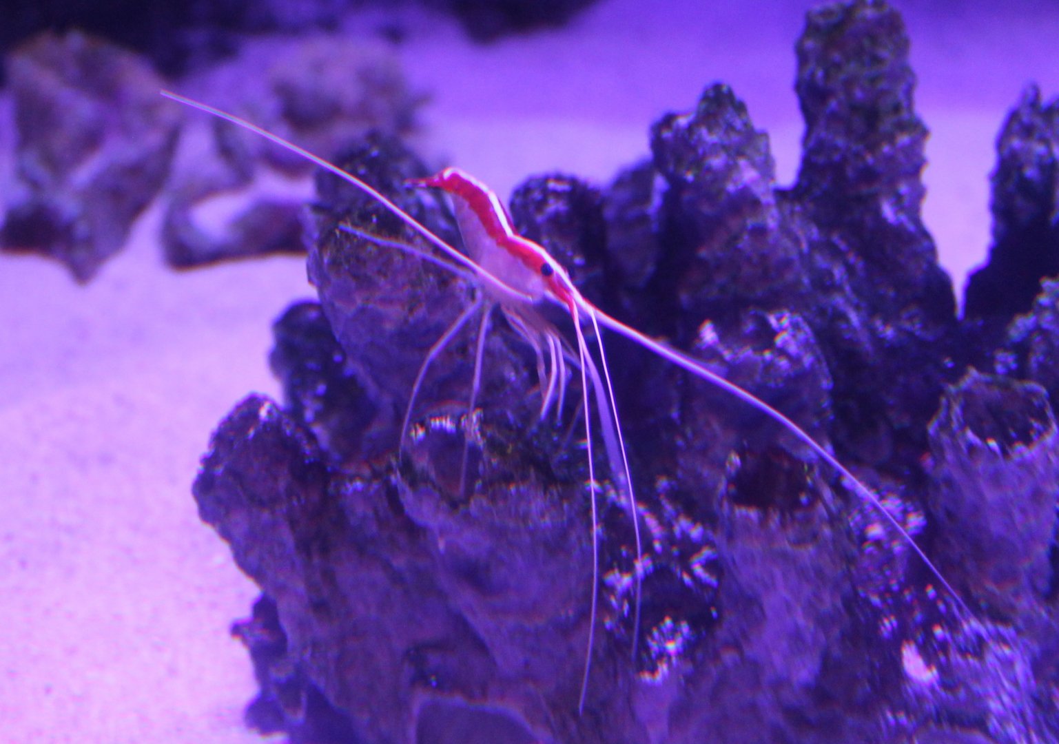 Pacific cleaner shrimp - Lysmata amboinensis