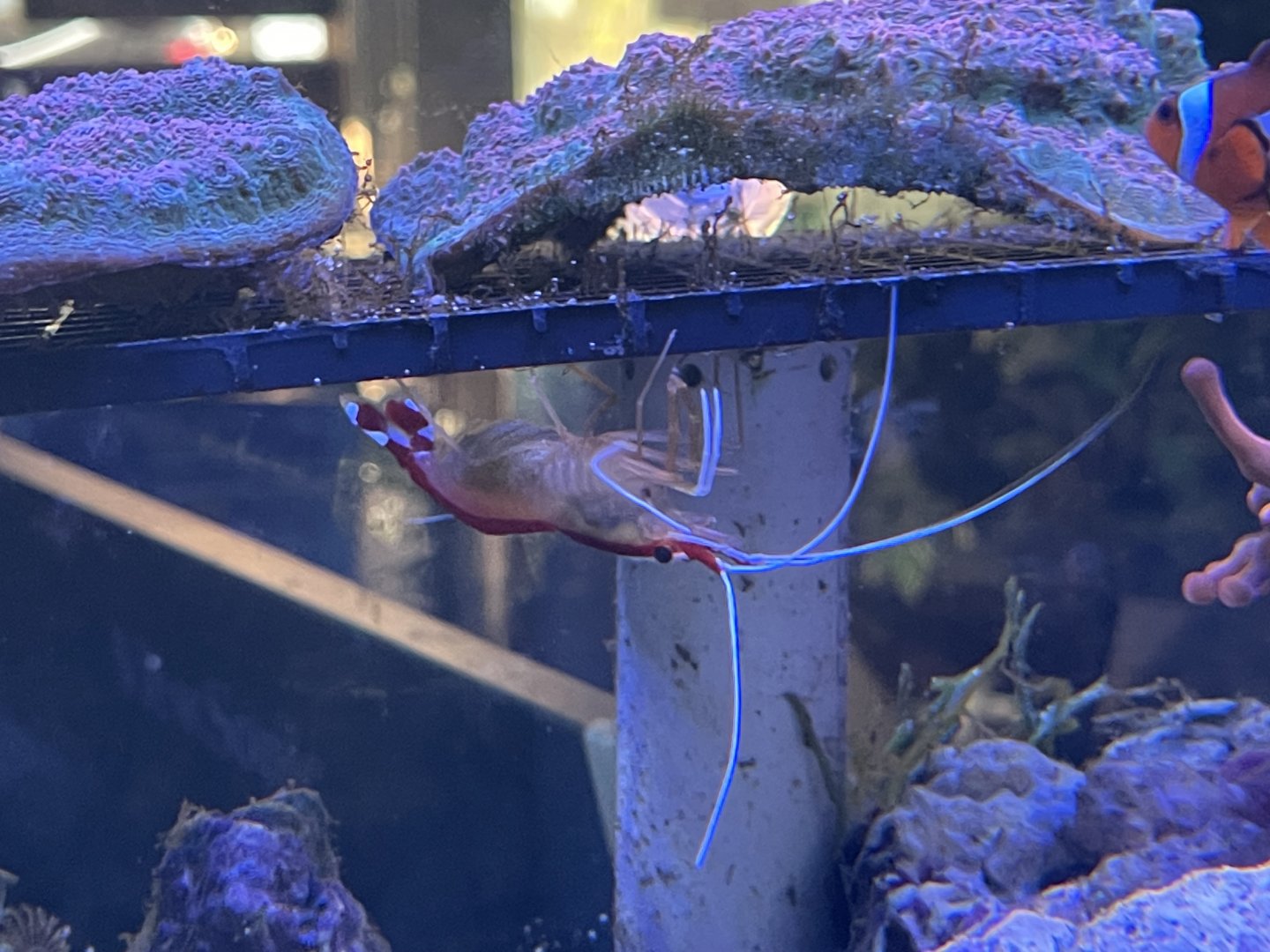 pacific cleaner shrimp (lysmata amboinensis)