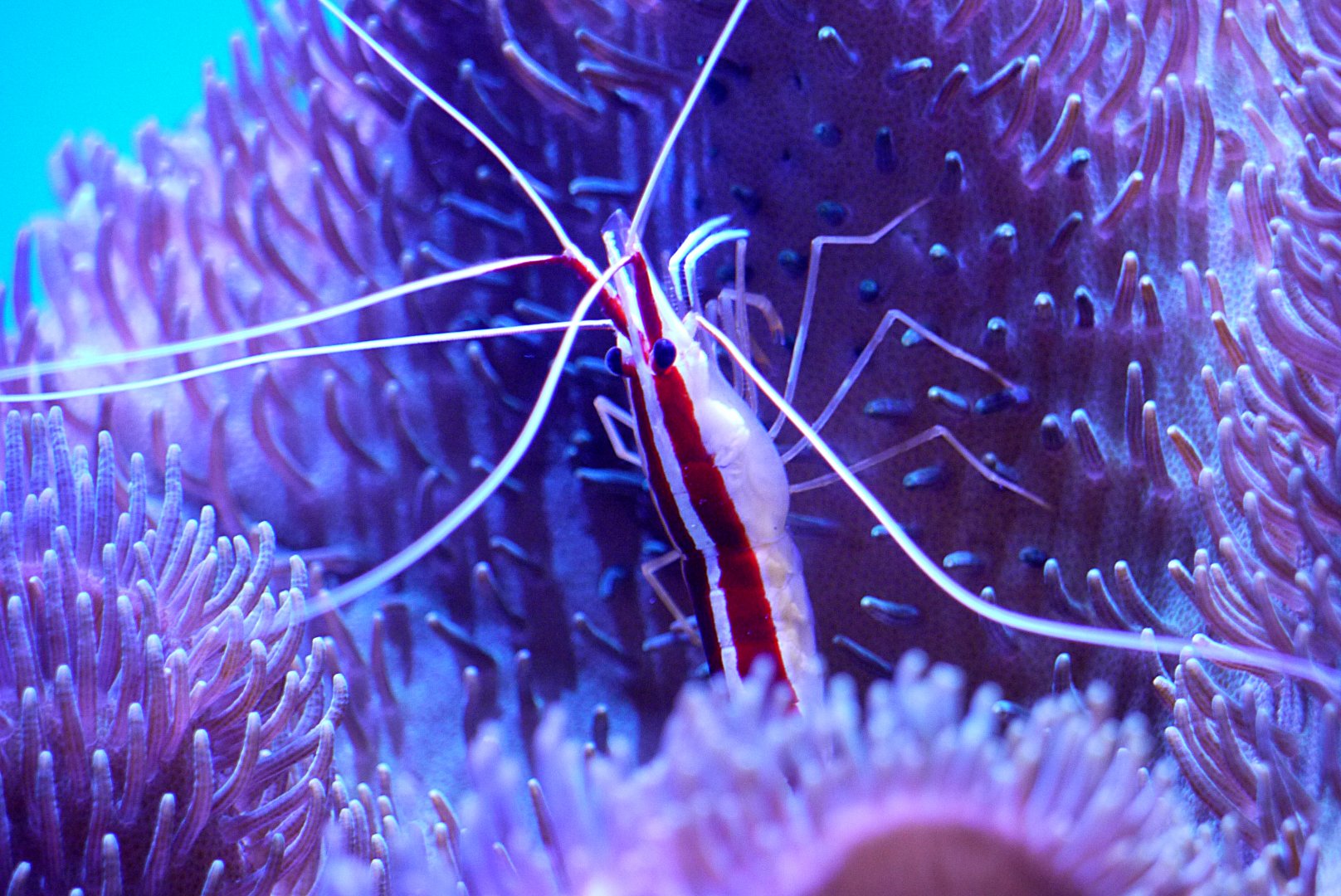 Pacific Cleaner Shrimp