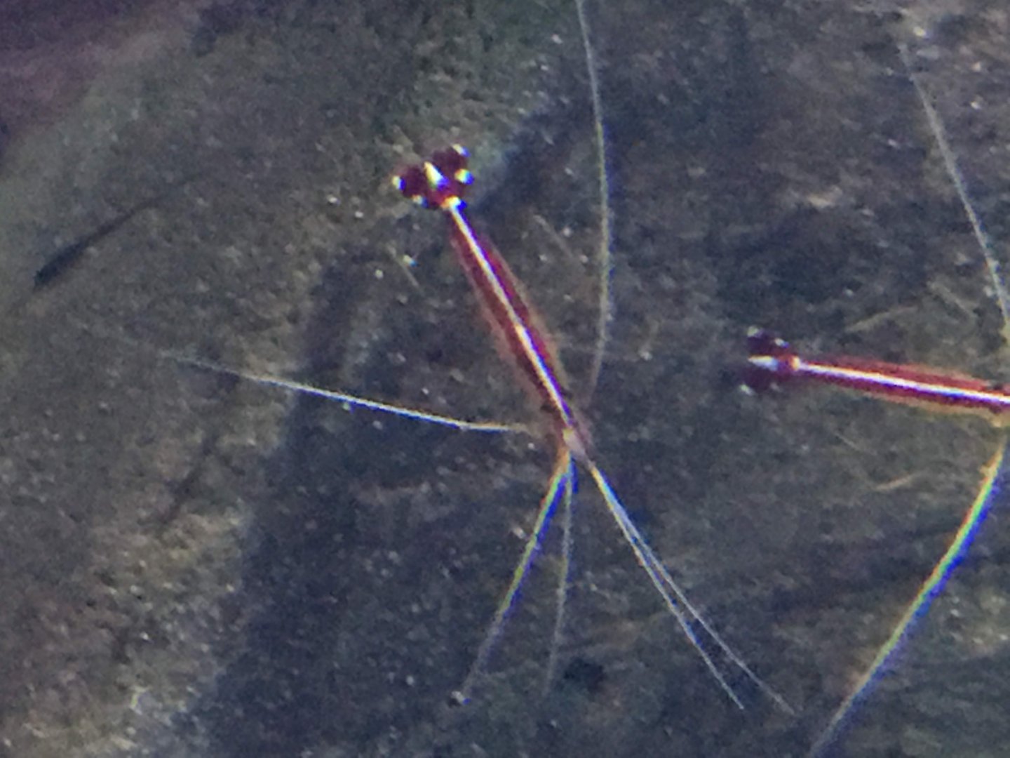 Pacific Cleaner Shrimp