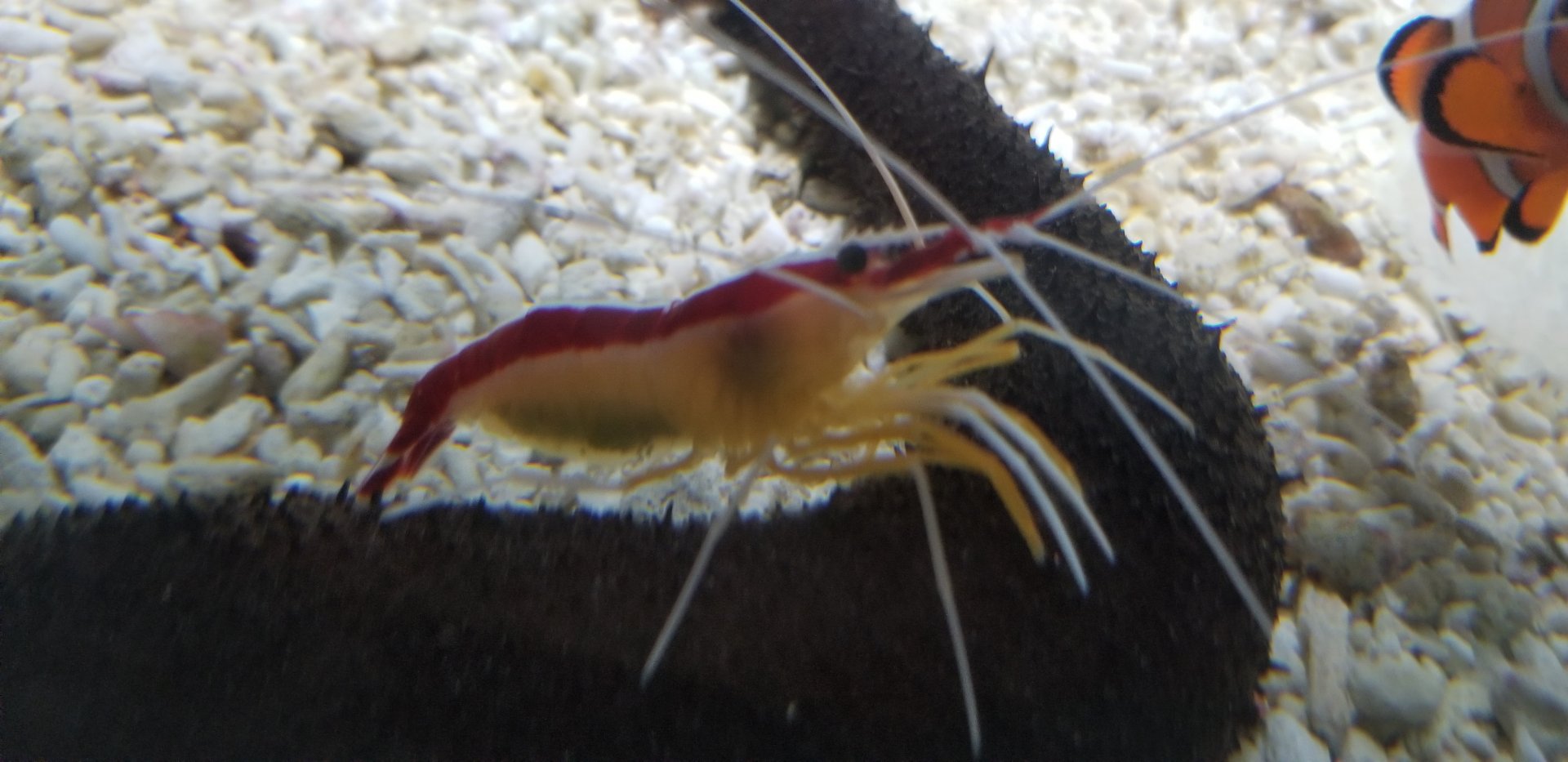 Pacific Cleaner Shrimp