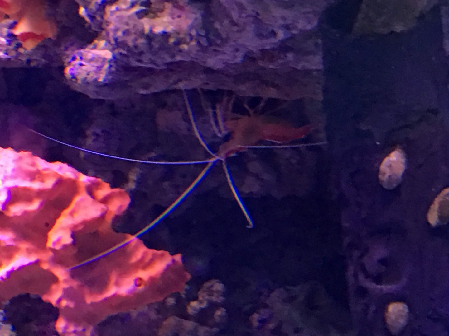 Pacific Cleaner Shrimp