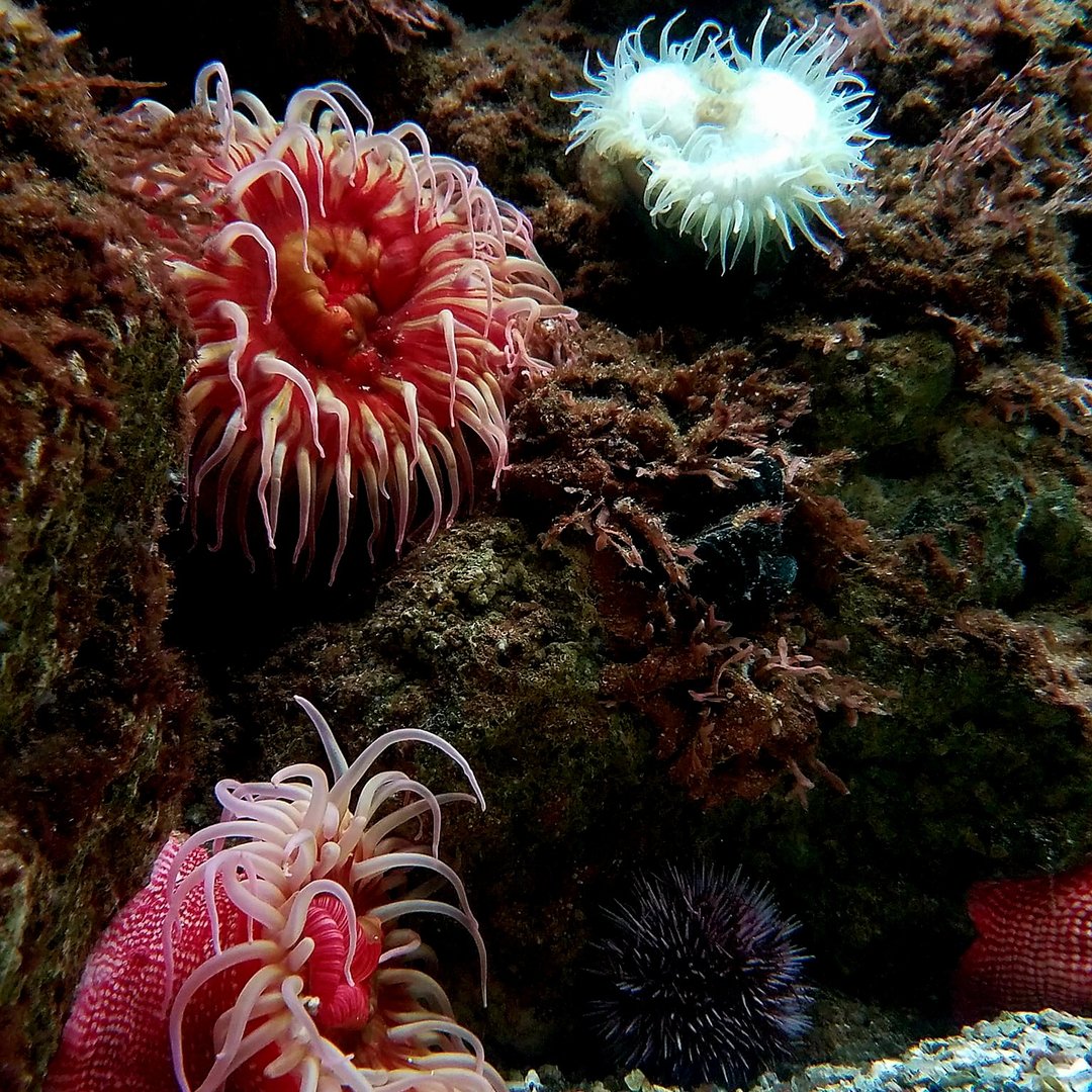 Pacific Coast Invertebrates