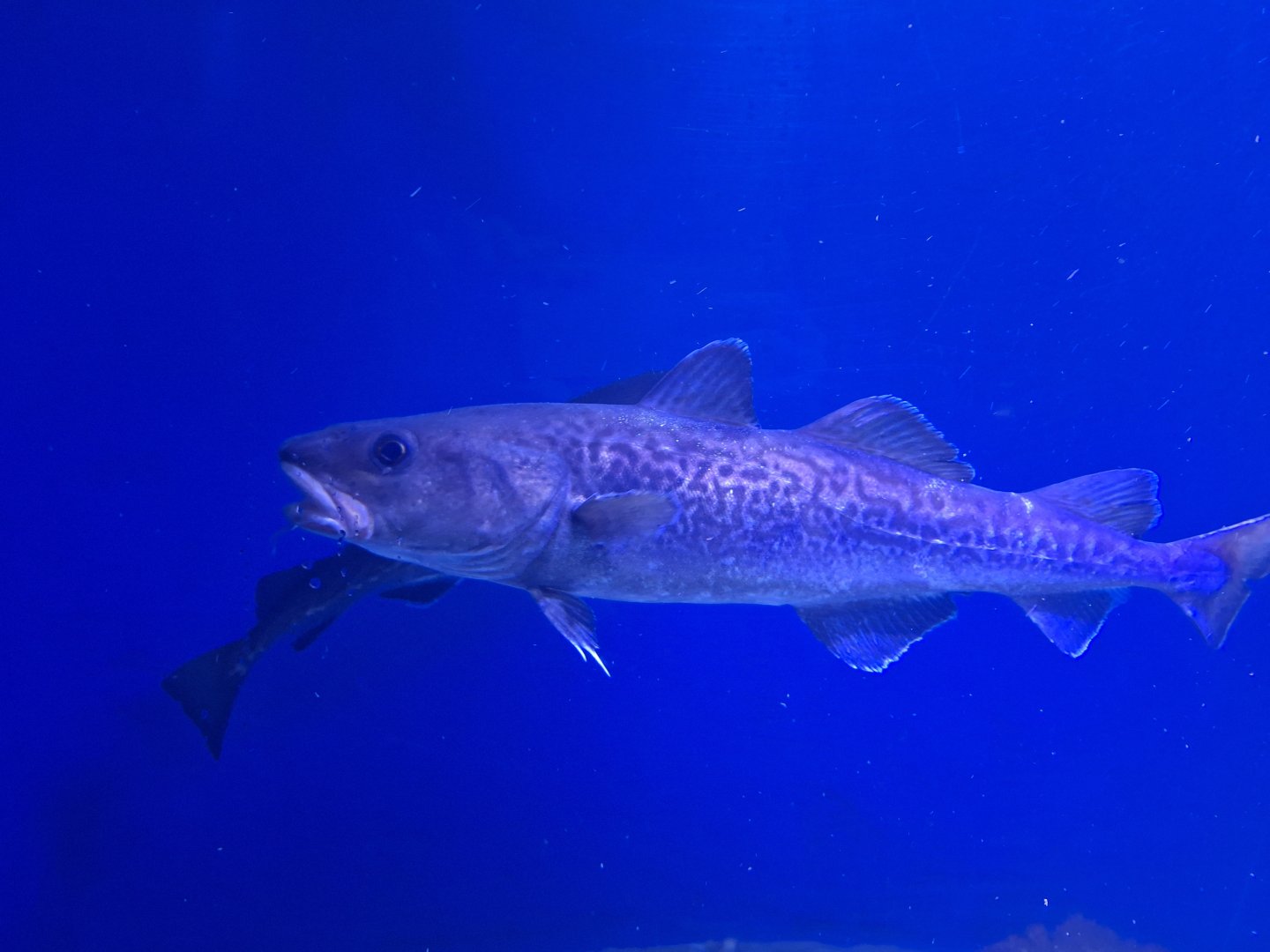 Pacific cod (Gadus macrocephalus)