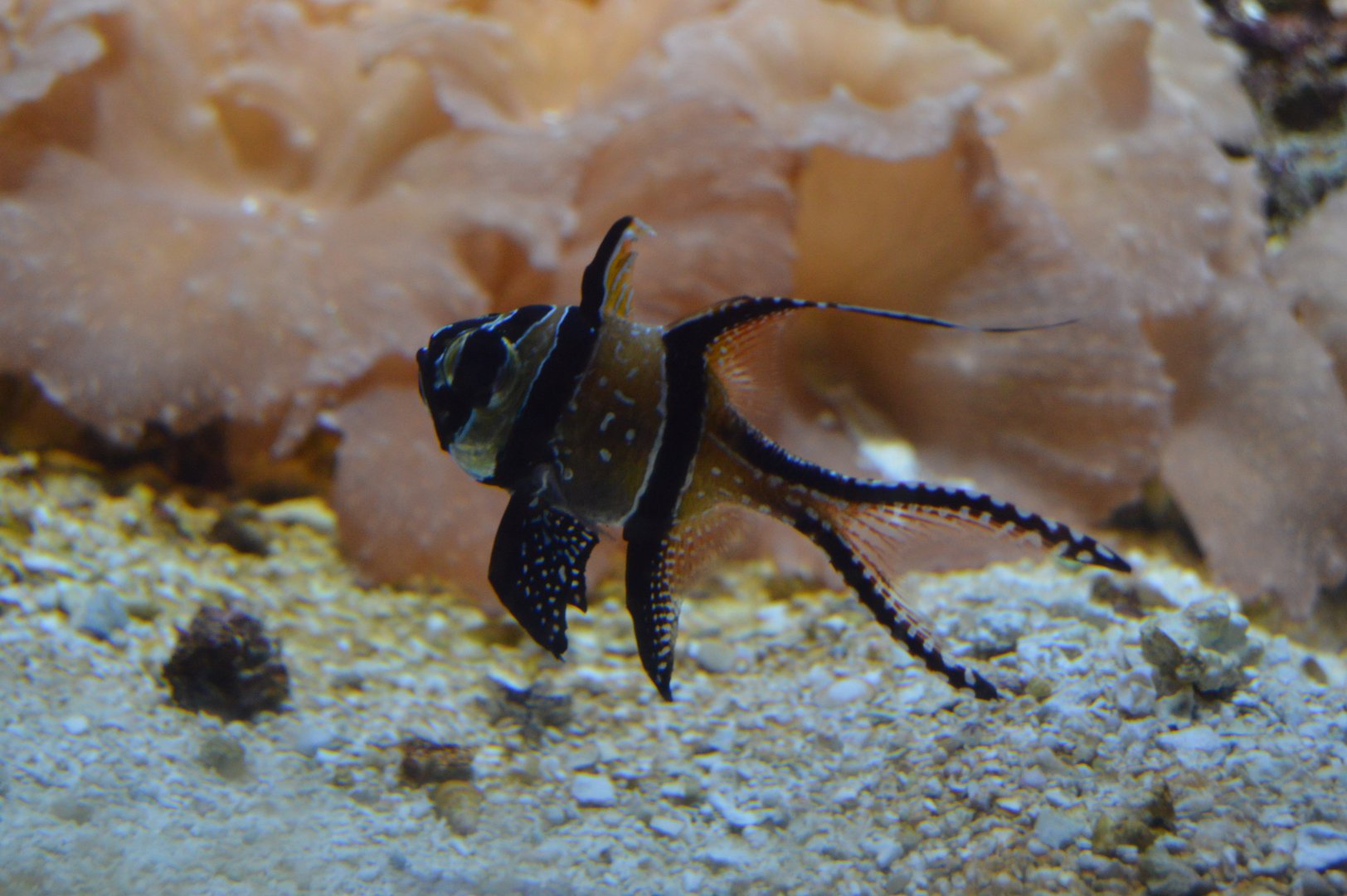 Pacific Coral Reef - Banggai Cardinalfish (Pterapogon kauderni)