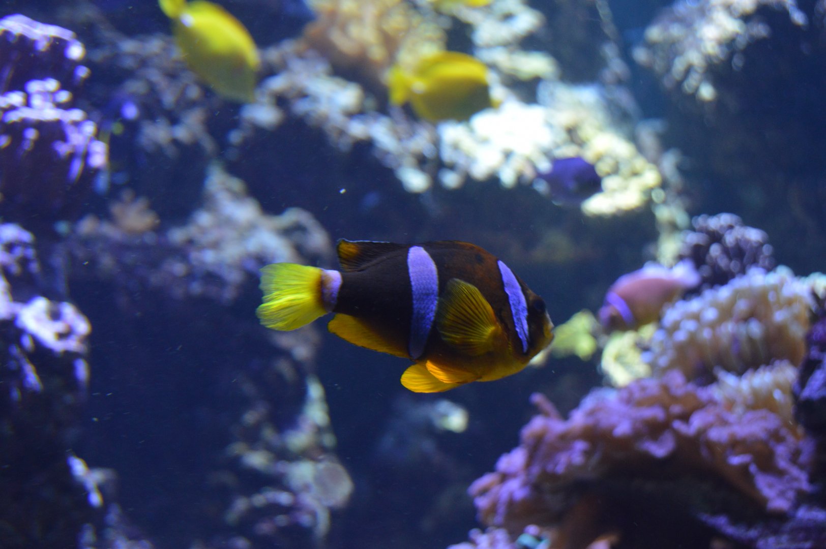Pacific Coral Reef - Clark's Anemonefish (Amphiprion clarkii)