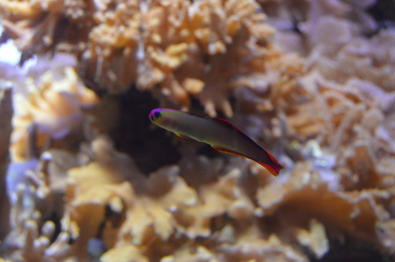 Pacific Coral Reef - Decorated Dartfish (Nemateleotris decora)?