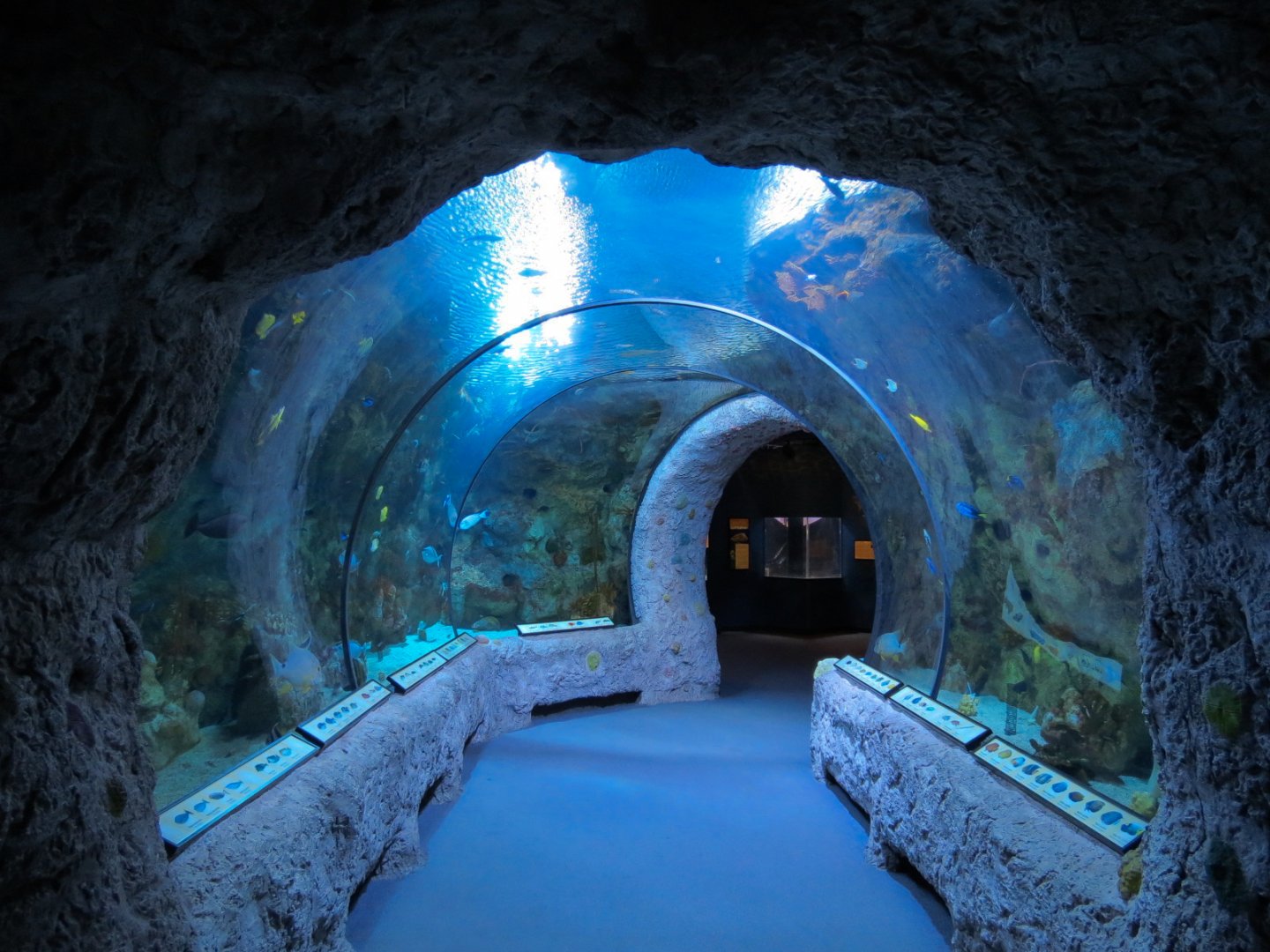 Pacific Coral Reef Exhibit