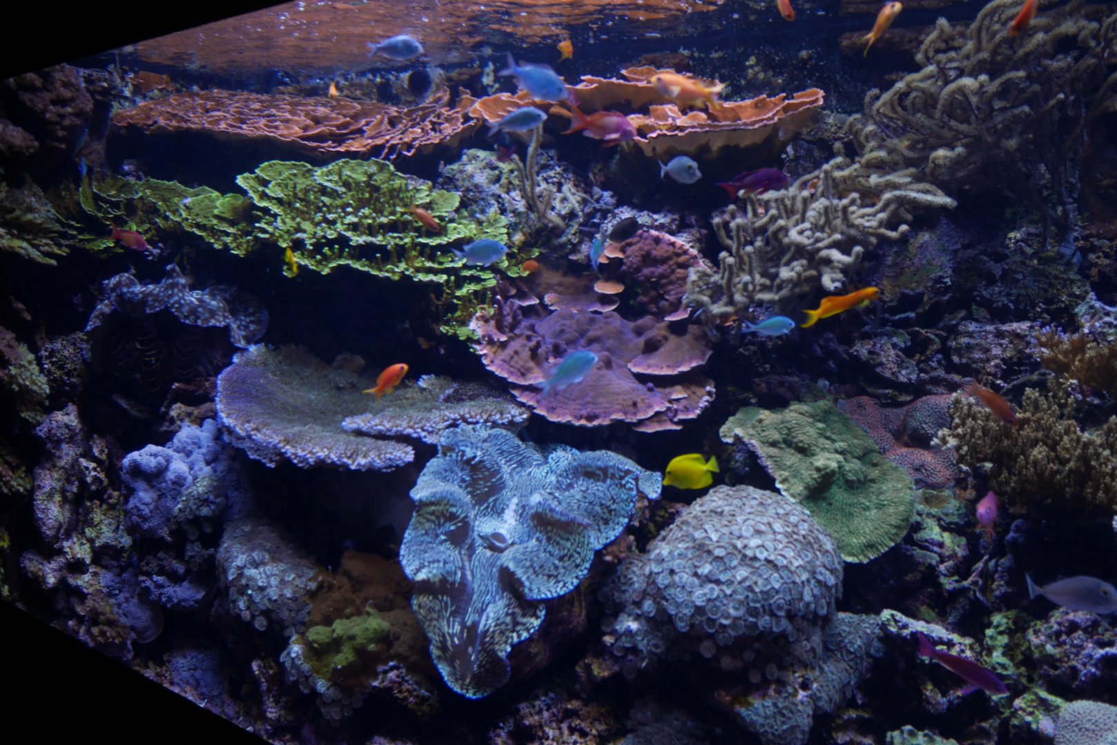 Pacific Coral Reef - My First US Zoo Trip