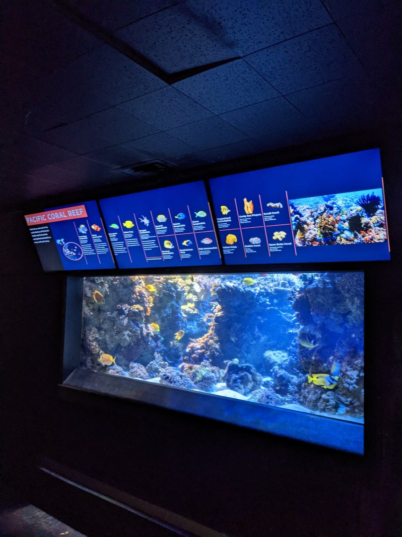 Pacific Coral Reef - North Atlantic to the Pacific