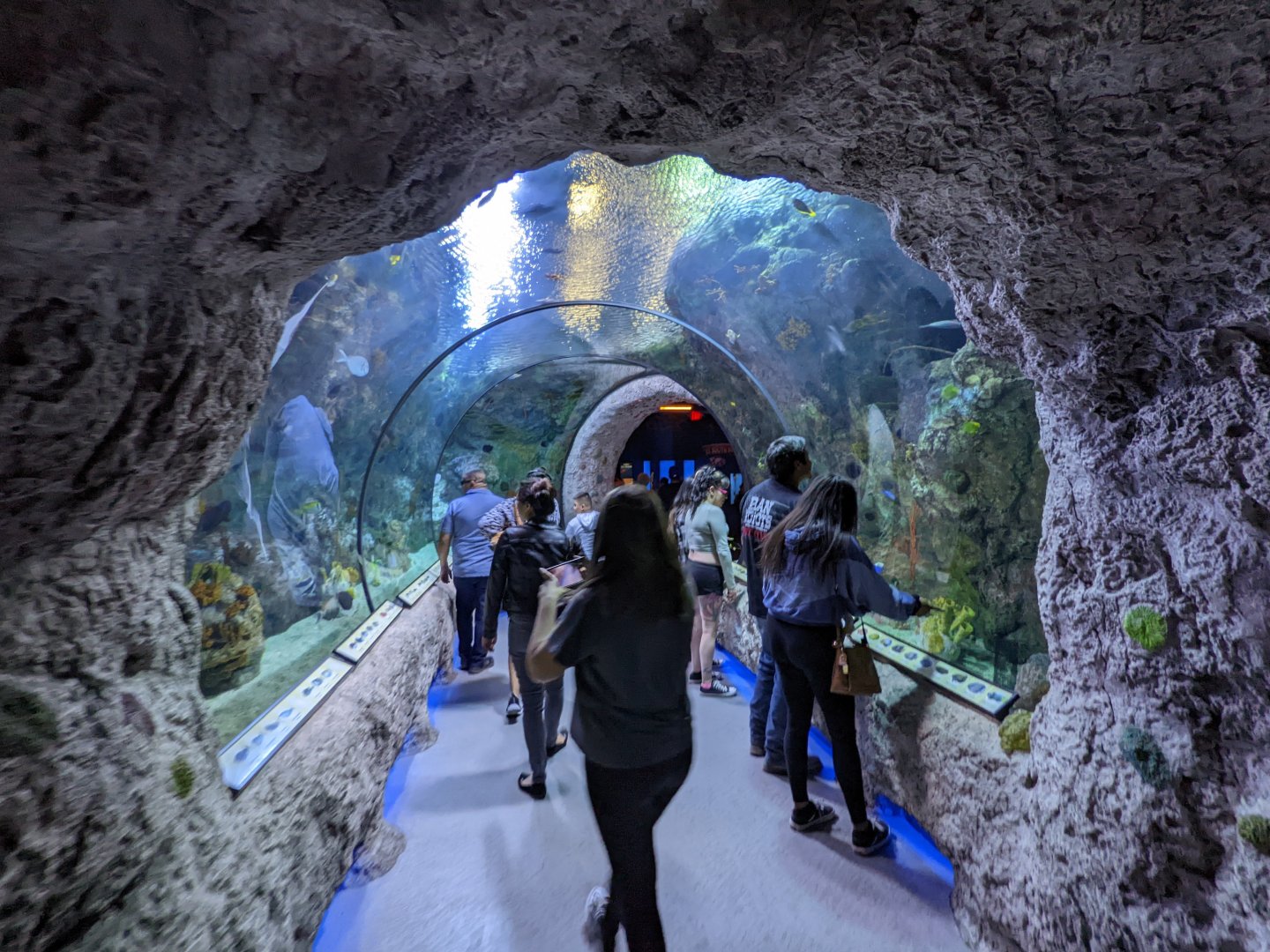 Pacific coral reef tunnerl