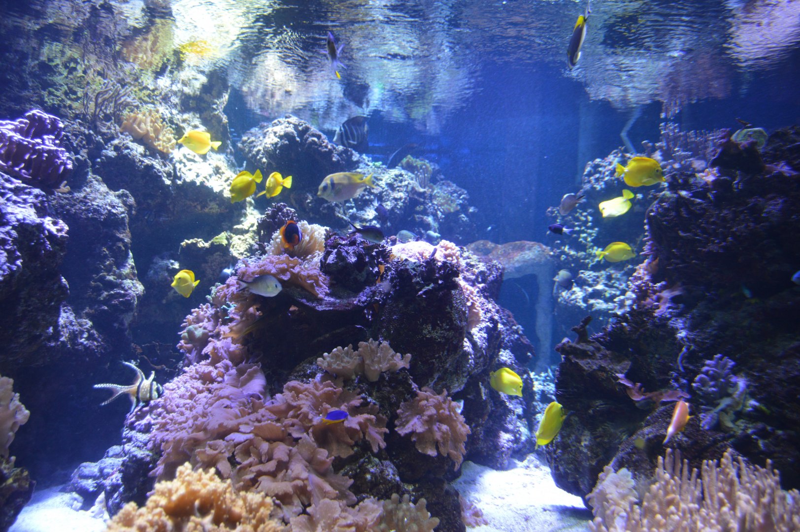 Pacific Coral Reef