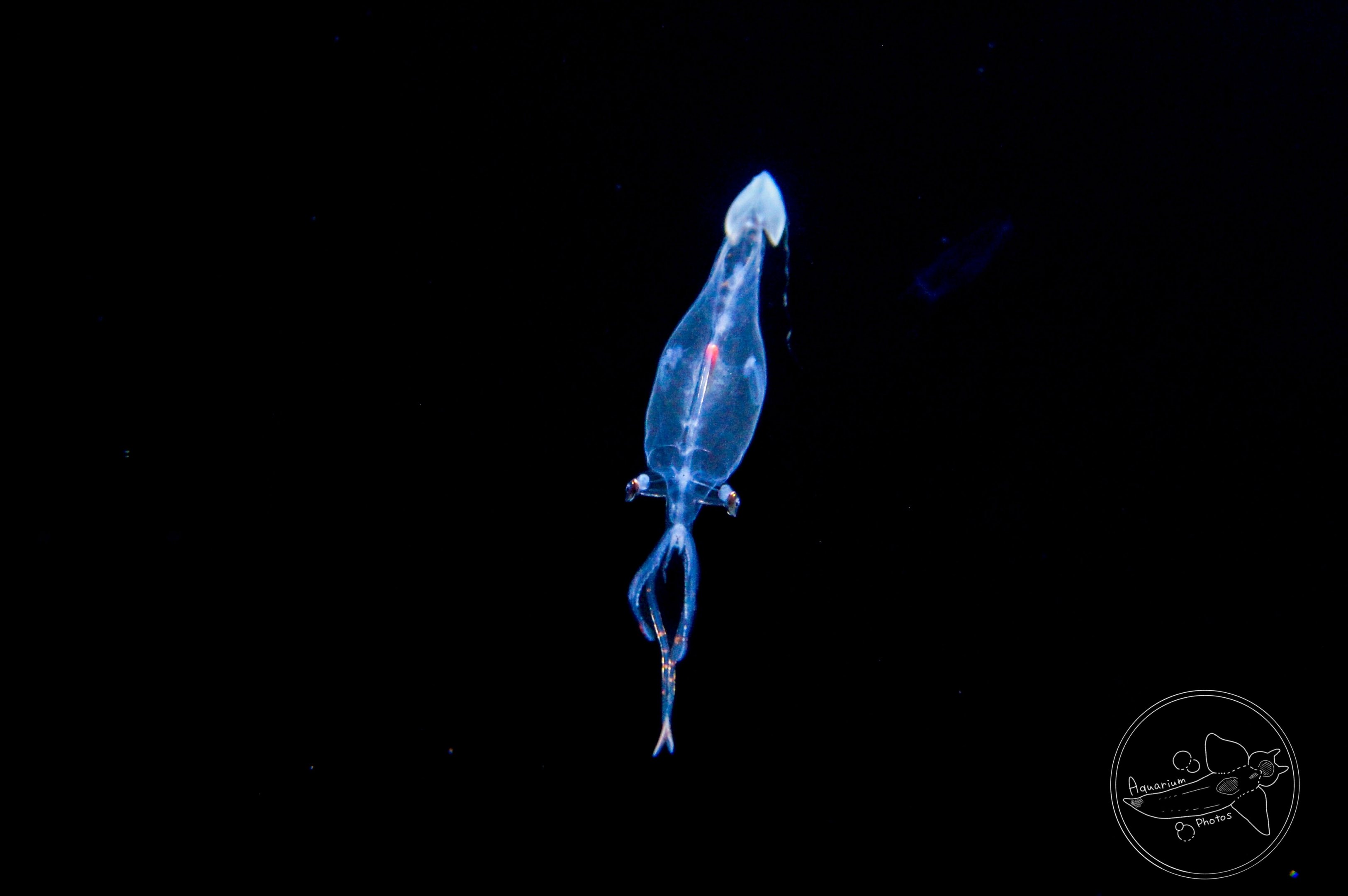 Pacific Cranch Squid (Leachia pacifica)