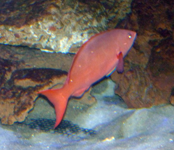 Pacific creole-fish, Pacific creolefish (Paranthias colonus)