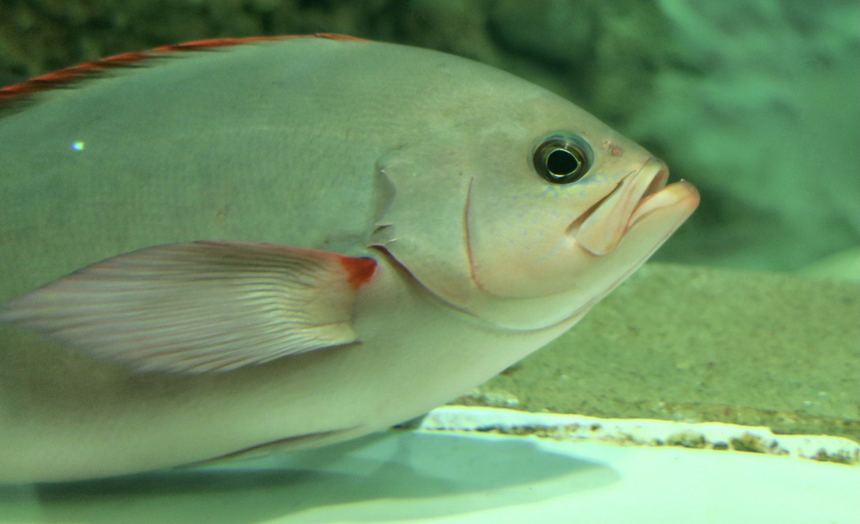 Pacific Creole-Fish (Paranthias colonus)
