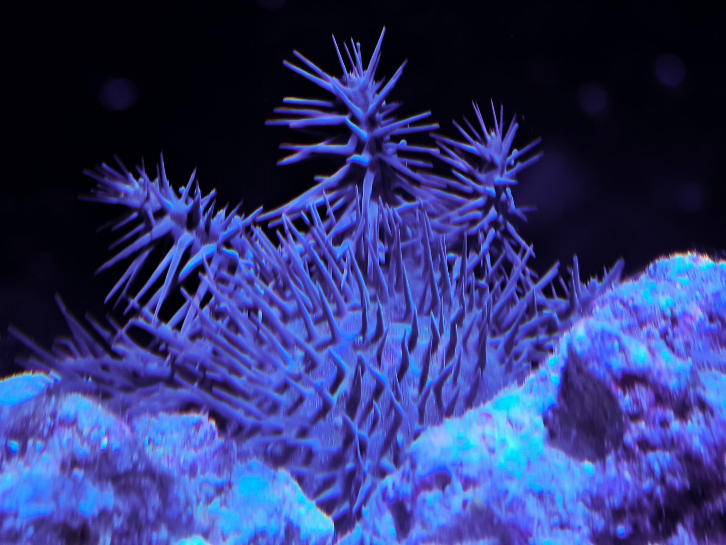 Pacific Crown-of-Thorns Sea Star