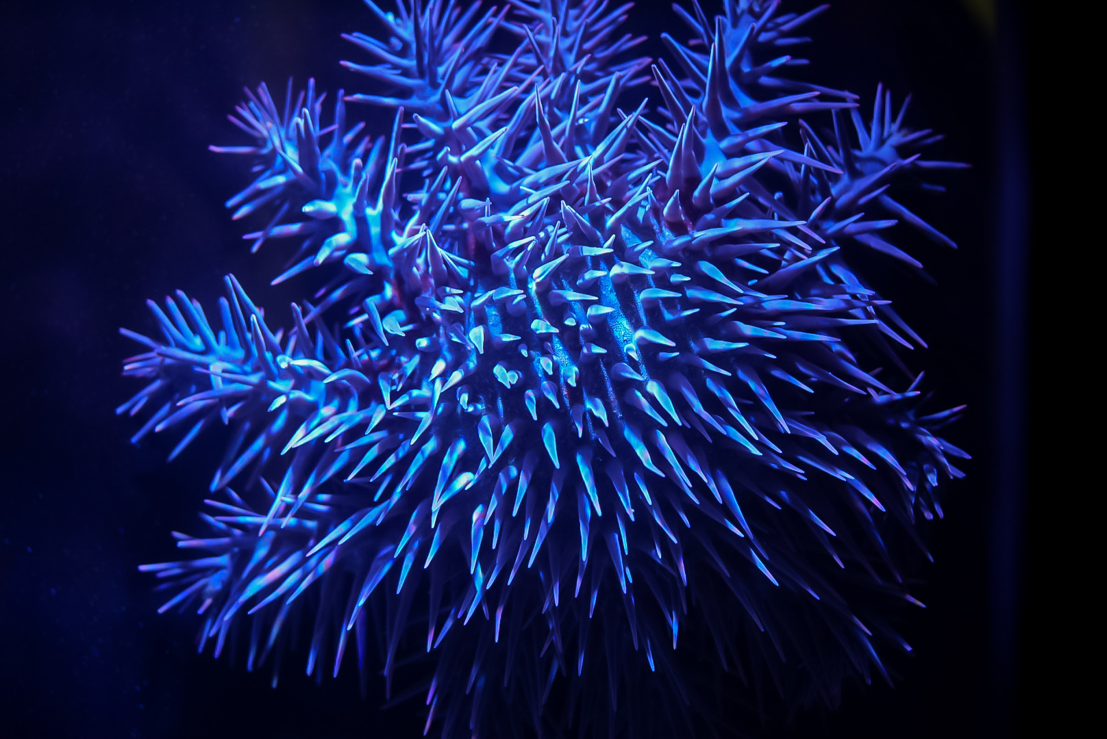 Pacific Crown-of-Thorns Sea Star