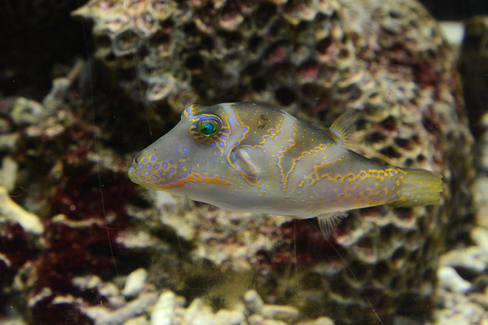 Pacific crown toby (Canthigaster axiologus)