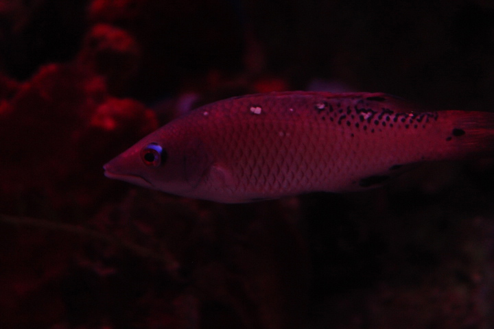 Pacific Diana's hogfish (Bodianus dictynna)