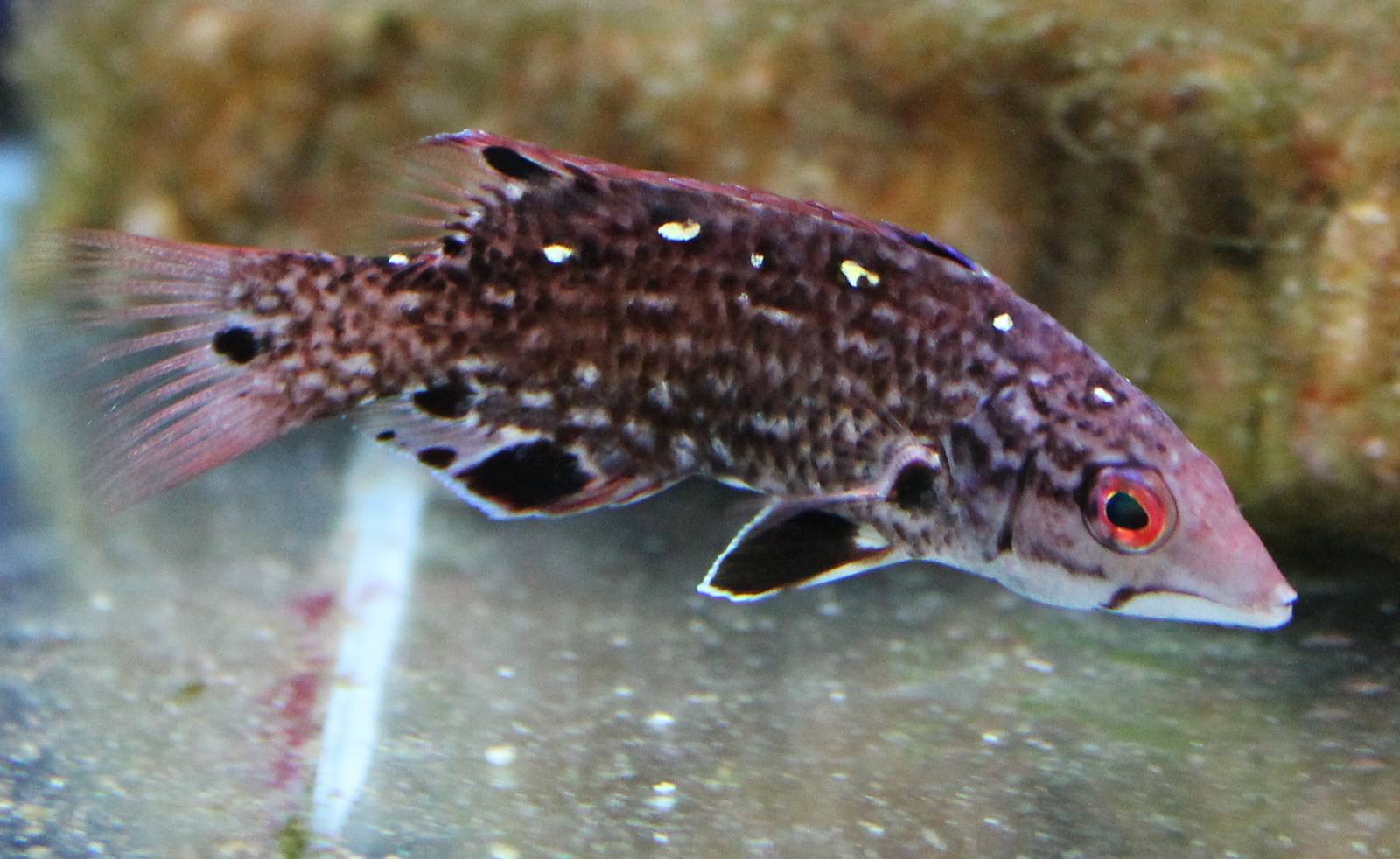 Pacific Diana's hogfish