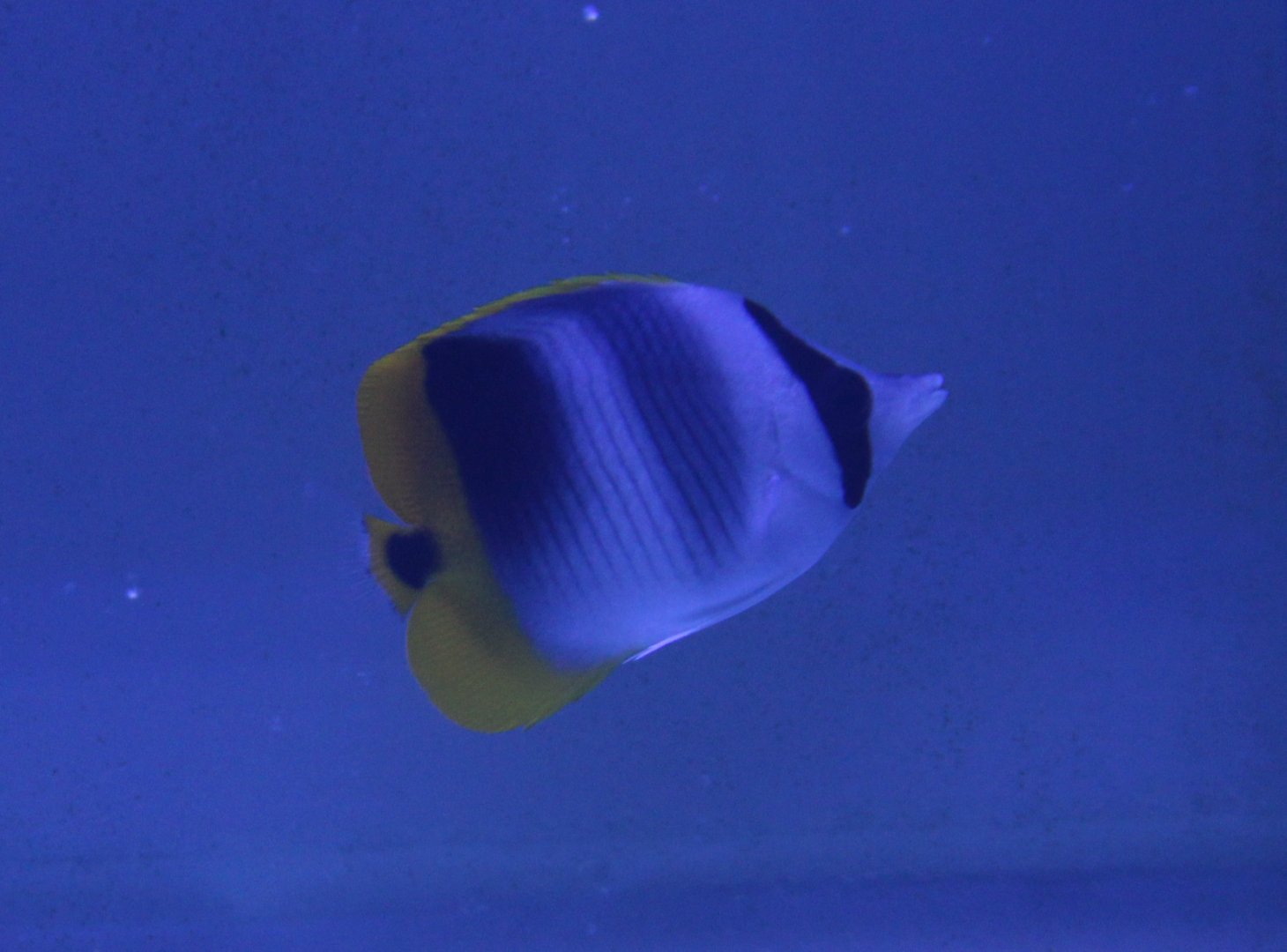 Pacific double-saddle butterflyfish - Chaetodon ulietensis
