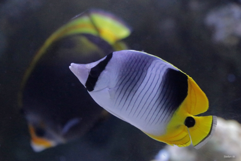 Pacific double-saddle butterflyfish (Chaetodon ulietensis)