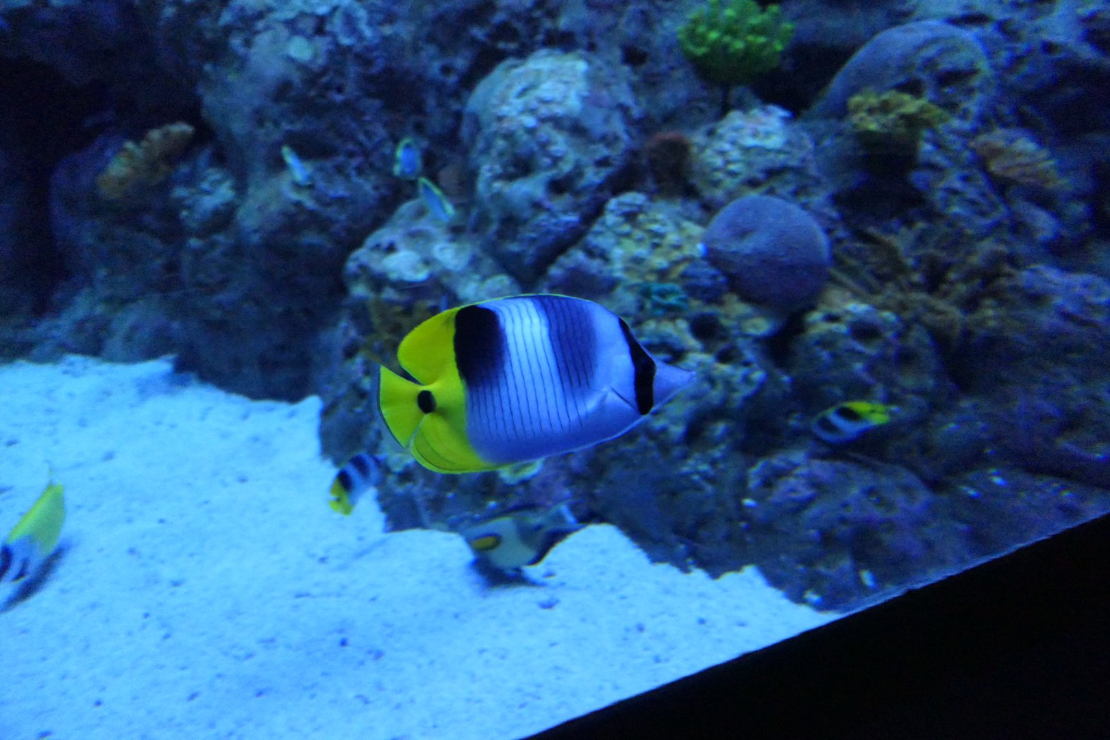 Pacific Double-saddle Butterflyfish (Chaetodon ulietensis)