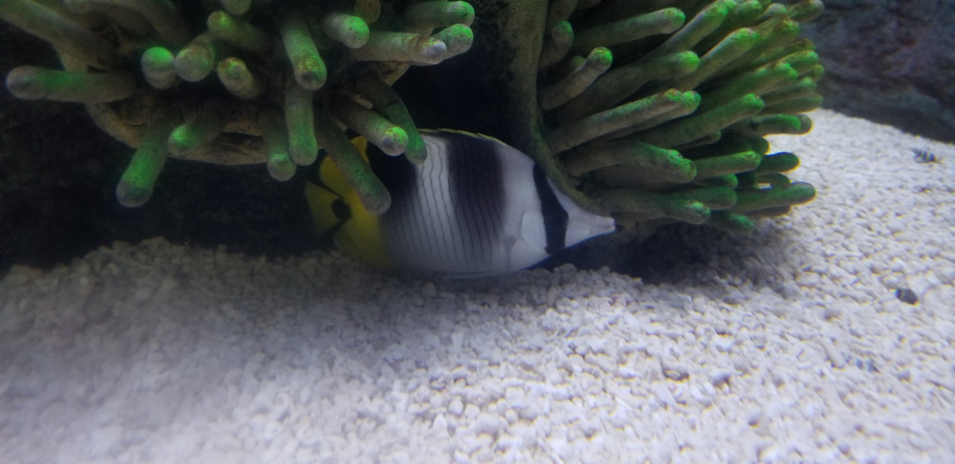 Pacific Double-saddle butterflyfish