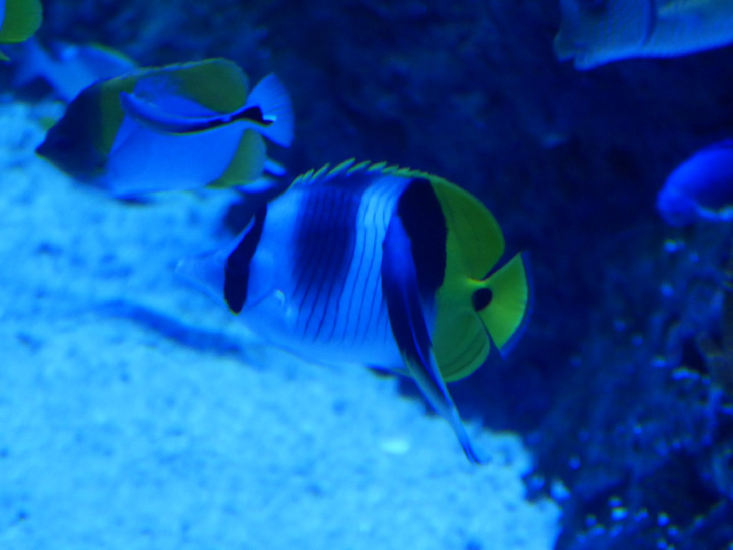 Pacific Doublesaddle Butterflyfish - Chaetodon ulietensis