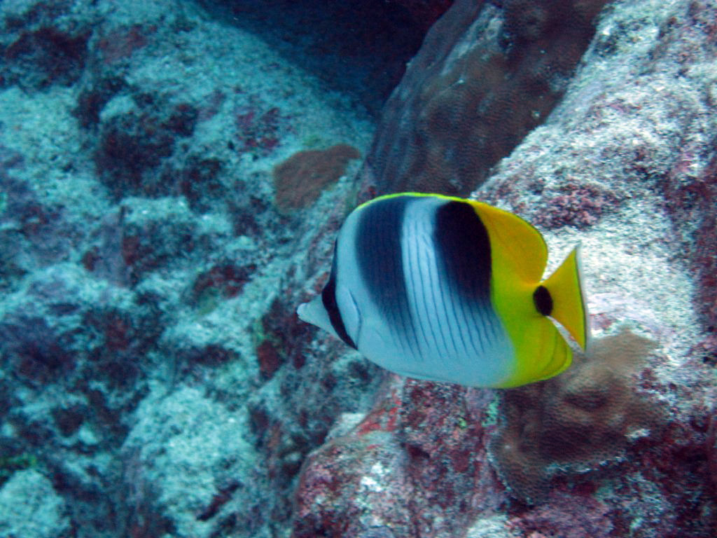 Pacific Doublesaddle Butterflyfish