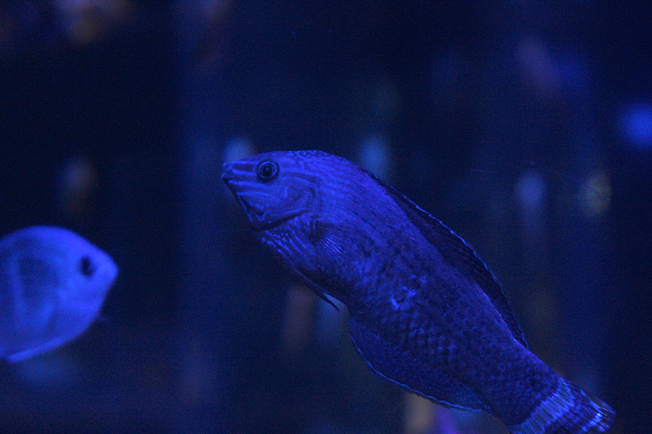 Pacific dusky wrasse (Halichoeres annularis)