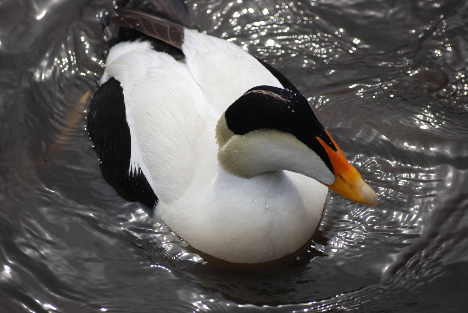 Pacific Eider at Blackbrook, 22/04/12