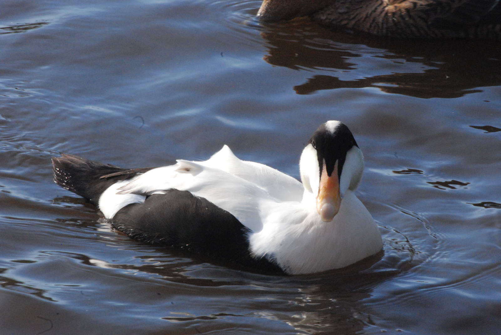 Pacific Eider at Blackbrook, 28/10/11