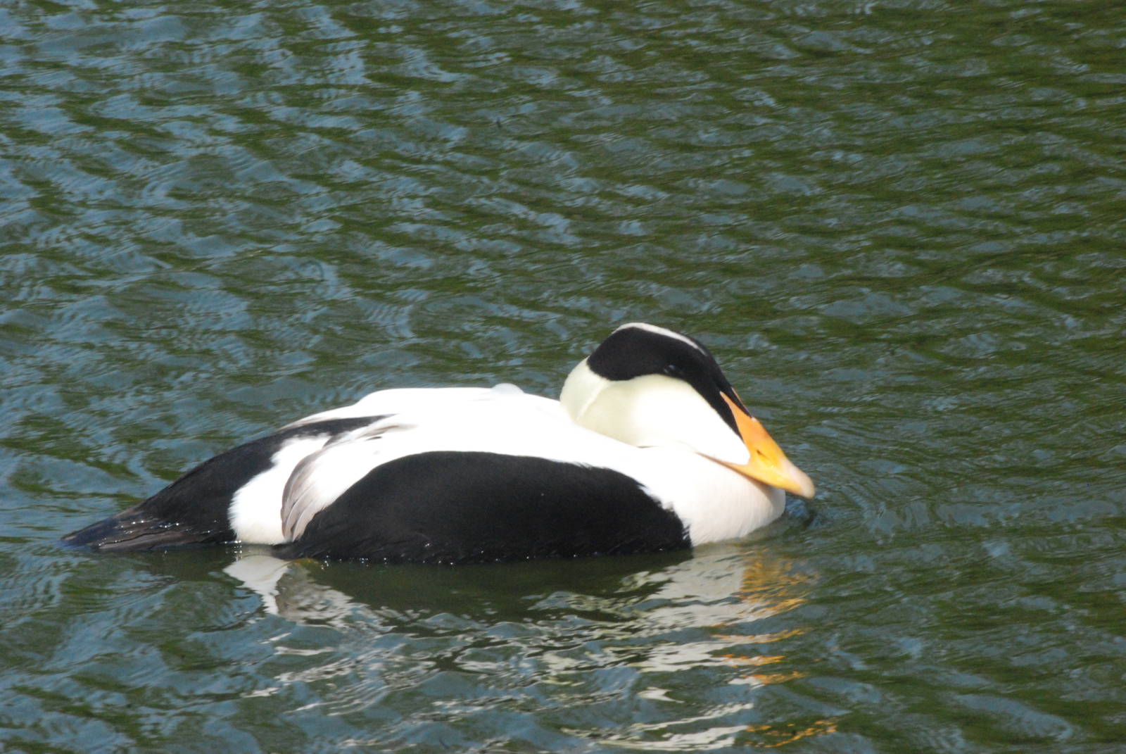 Pacific Eider at Blackbrook 29/04/11