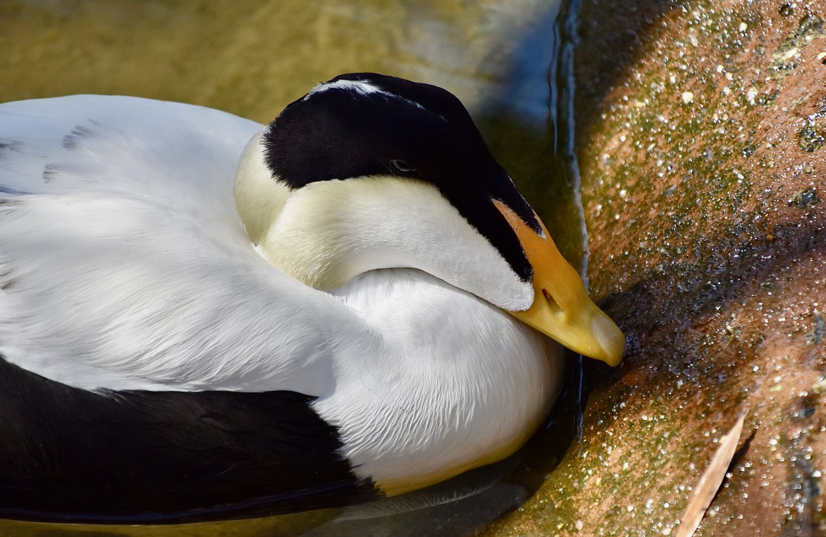 Pacific Eider (Somateria mollissima v-nigrum) male