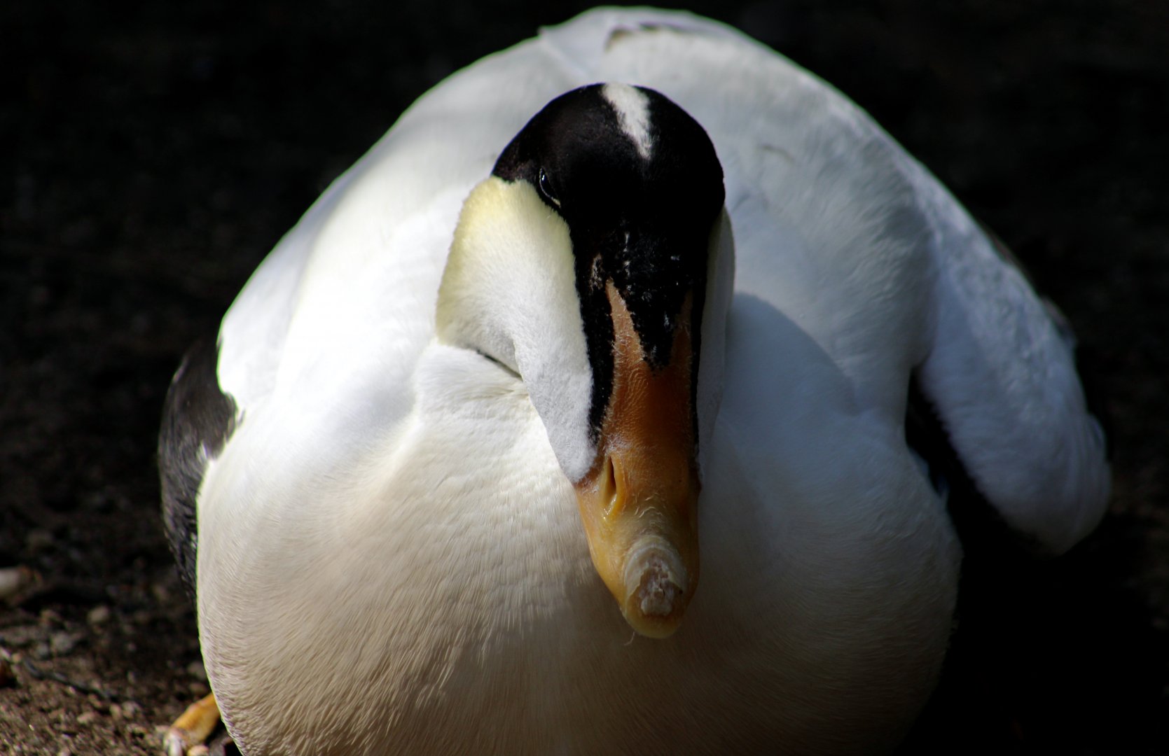 Pacific Eider (Somateria mollissima v-nigrum)