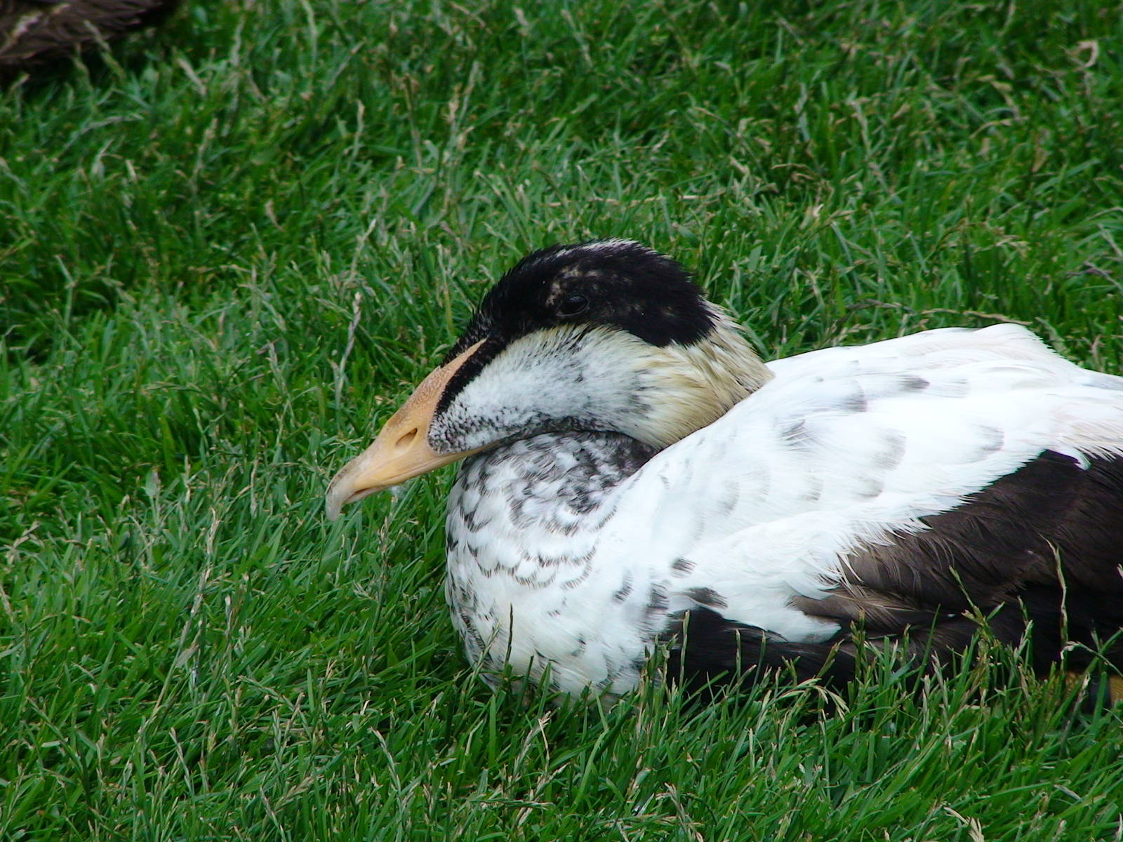 Pacific eider