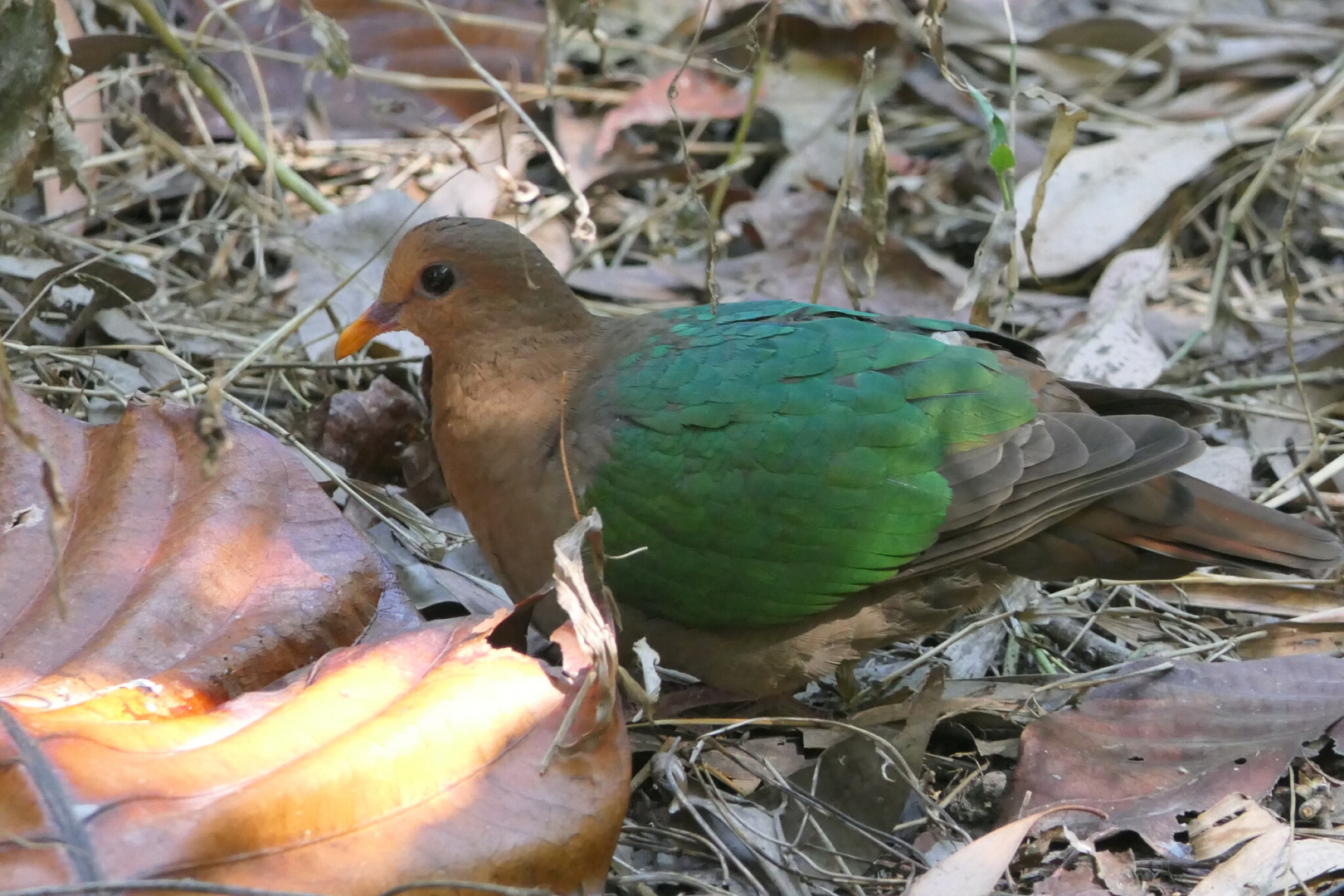 Pacific Emerald Dove (Chalcophaps longirostris rogersi)