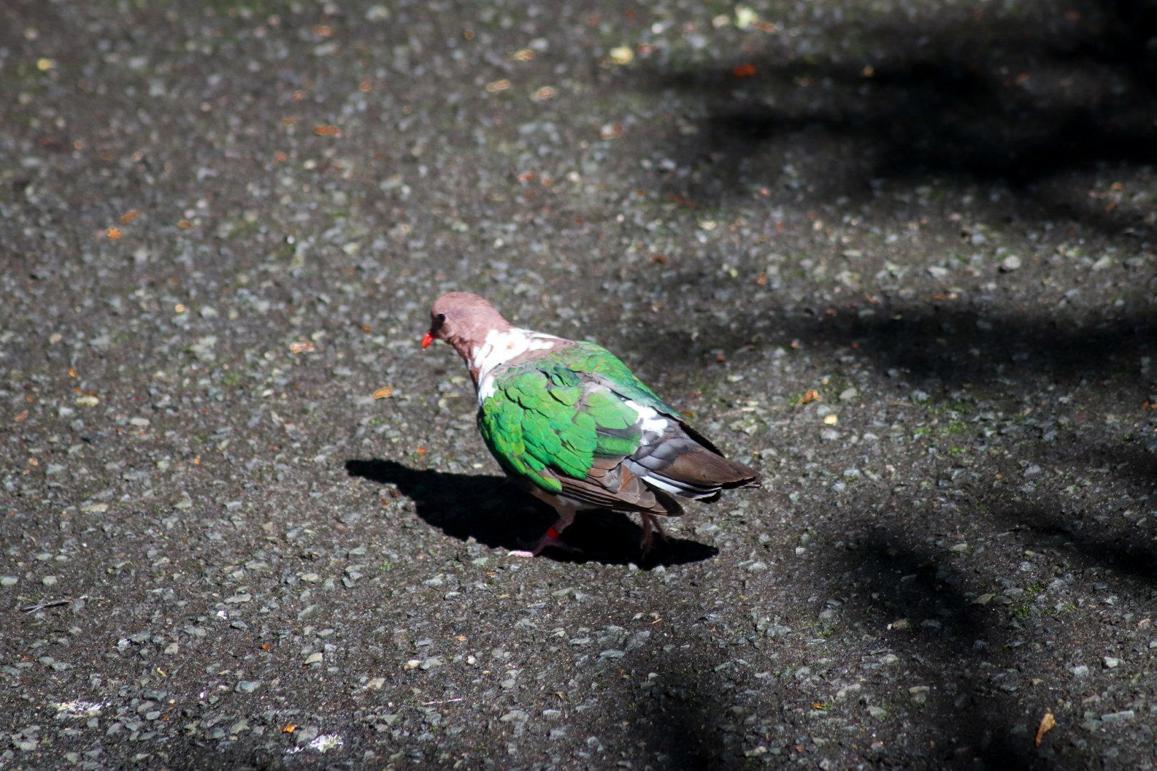 Pacific Emerald Dove Chalcophaps longirostris)