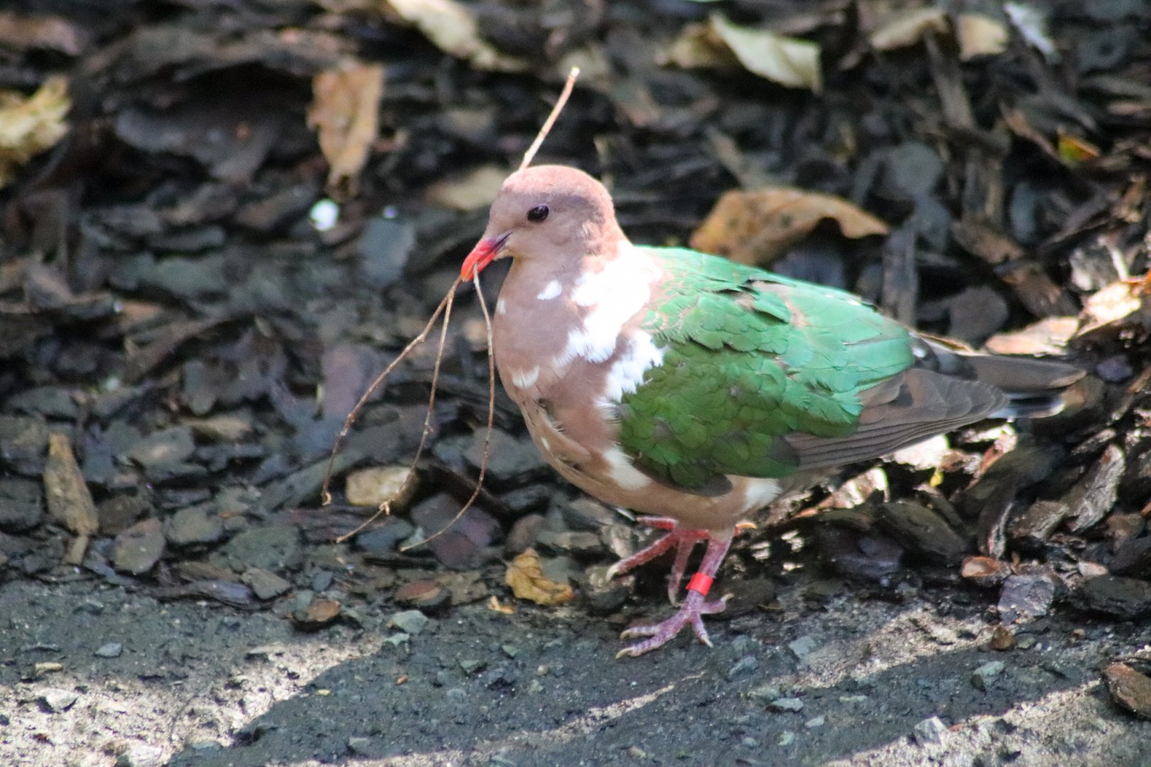 Pacific Emerald Dove Chalcophaps longirostris)