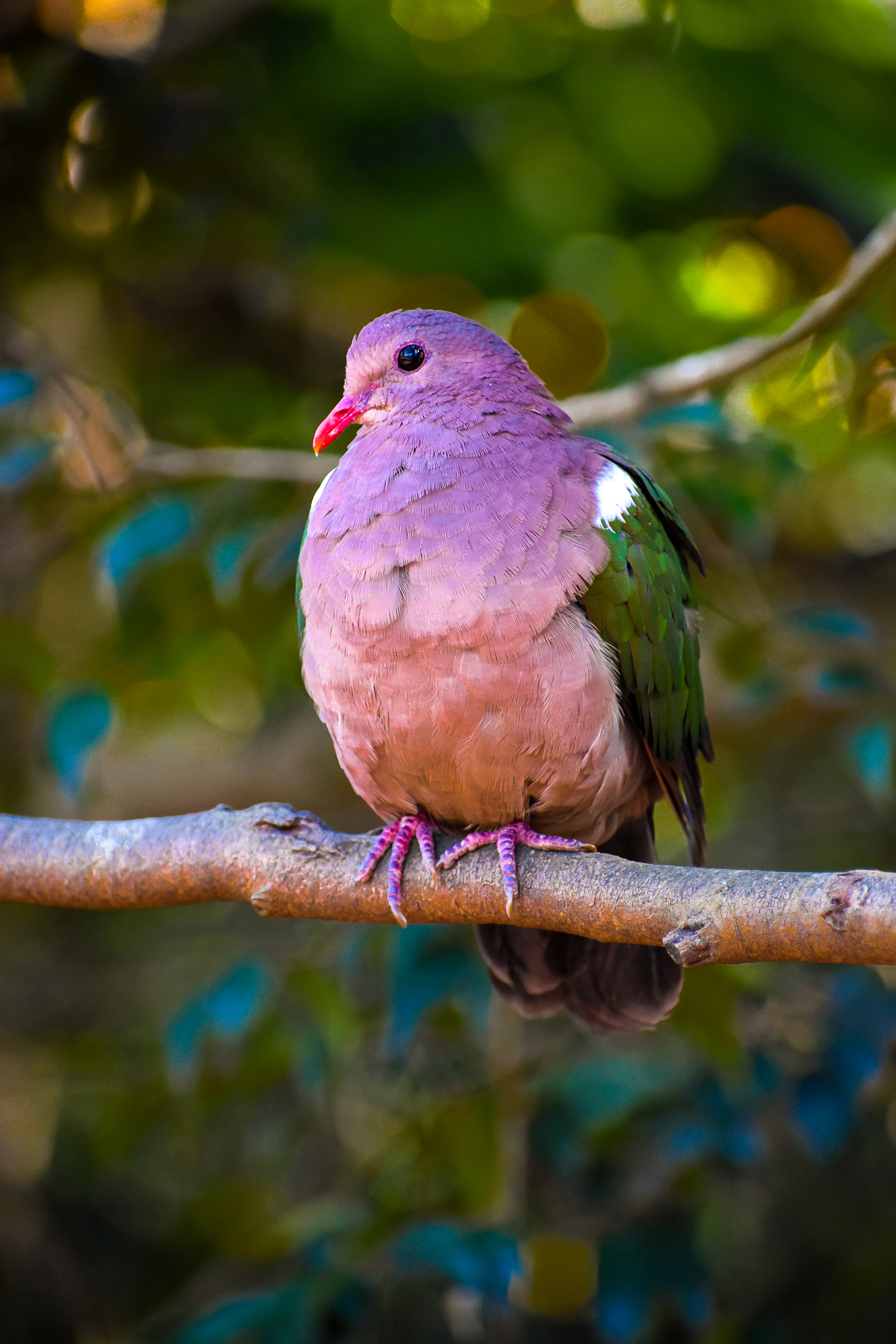 Pacific Emerald Dove (Chalcophaps longirostris)