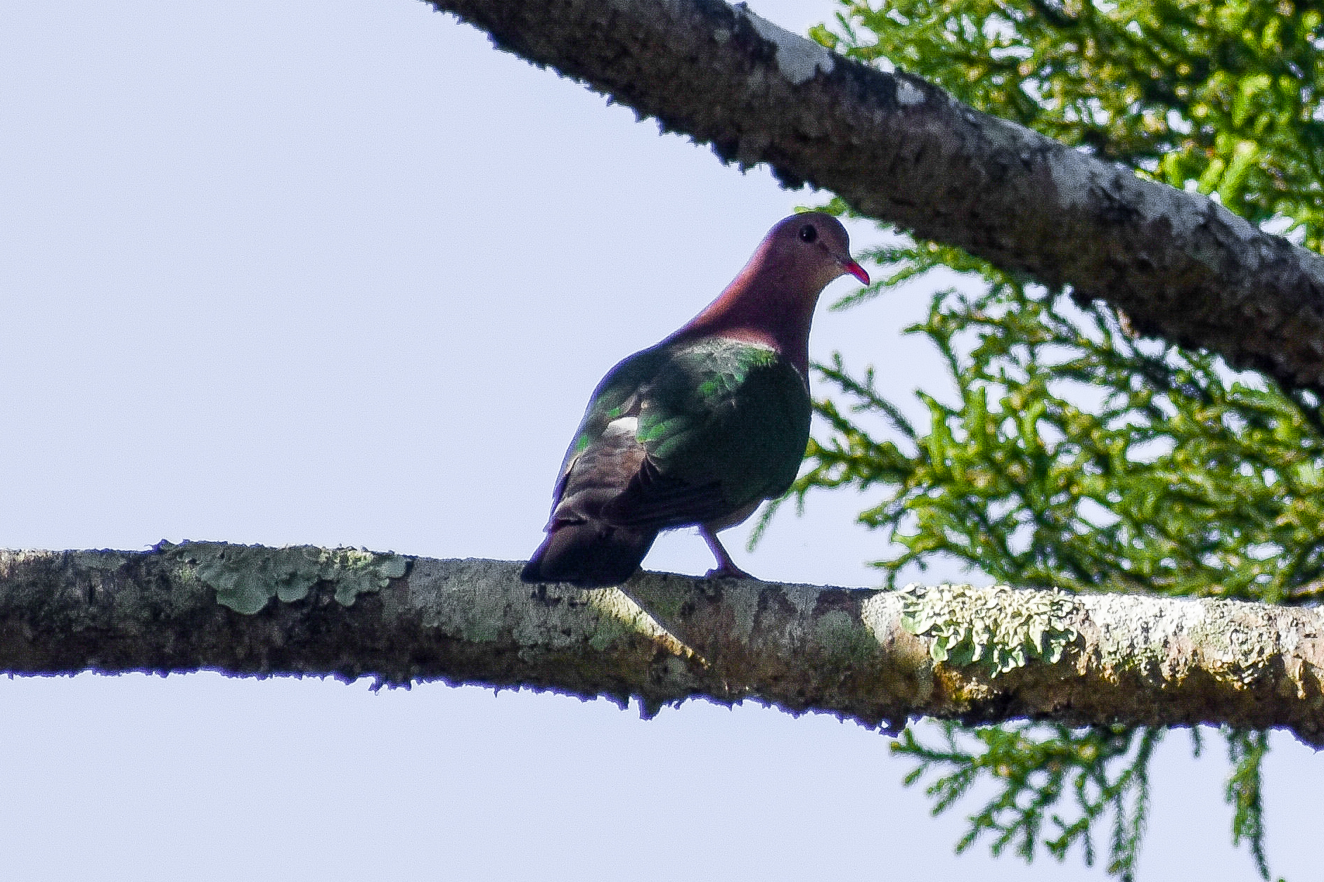 Pacific Emerald Dove (Chalcophaps longirostris)