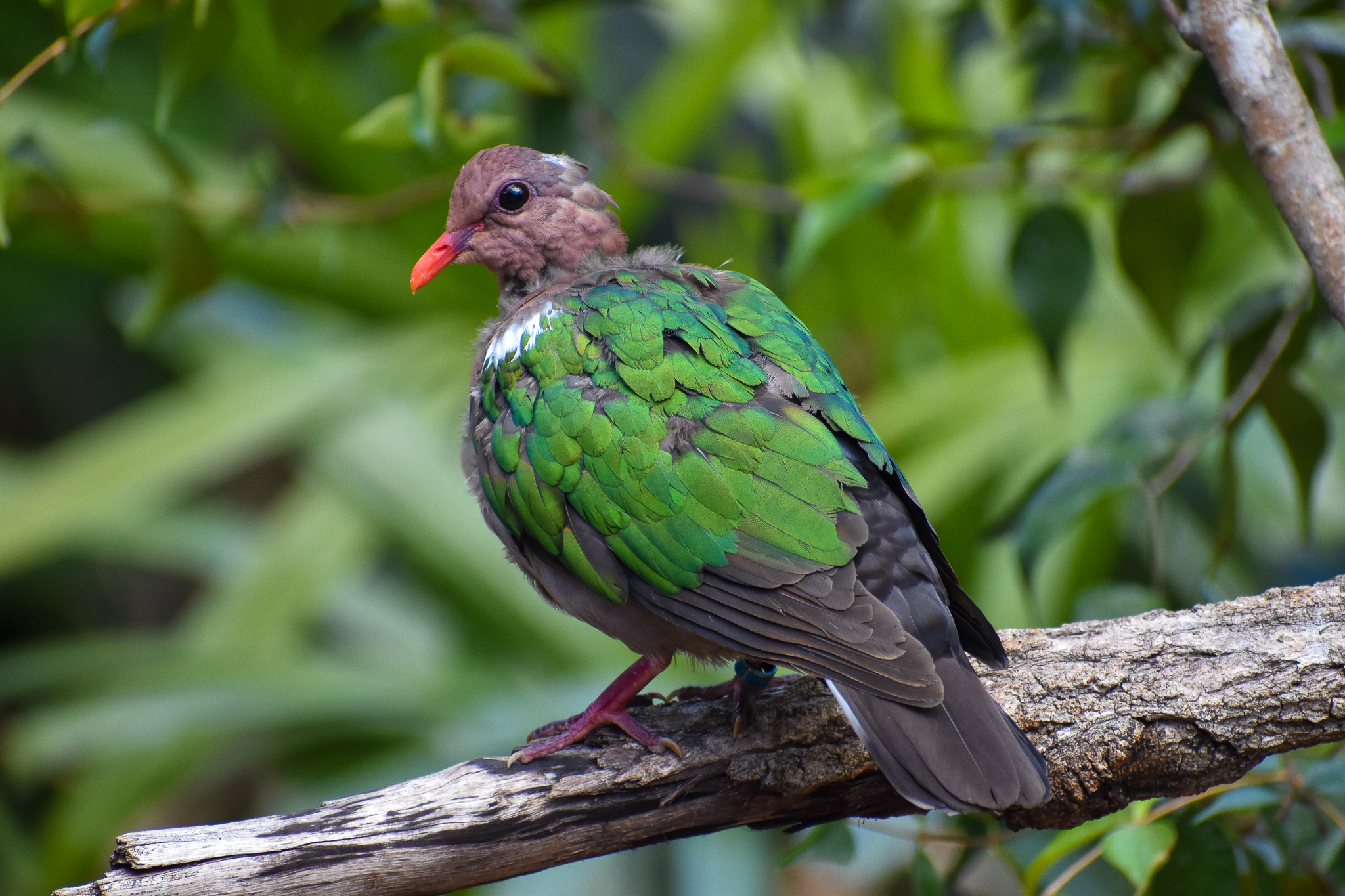 Pacific Emerald Dove (Chalcophaps longirostris)