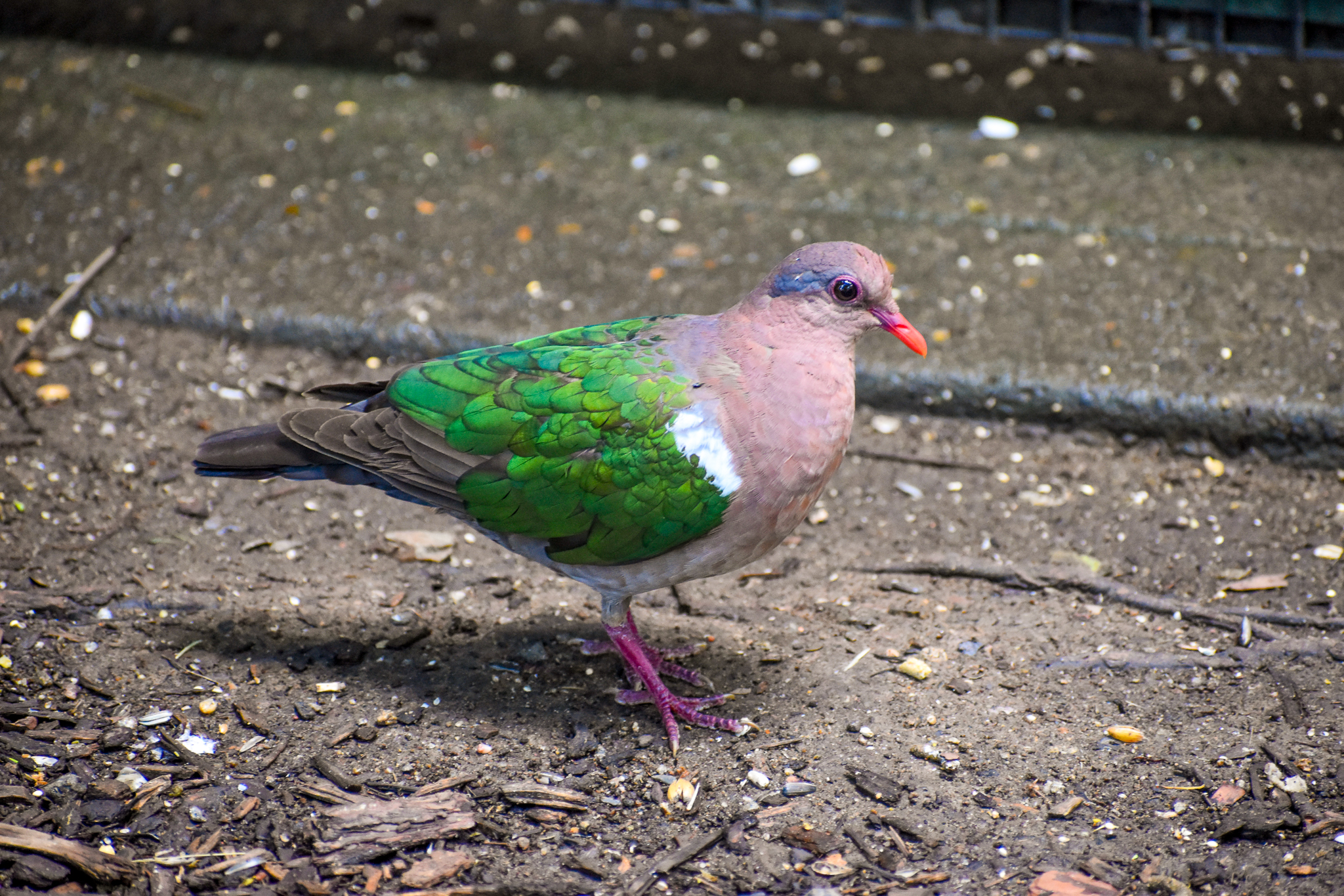 Pacific Emerald Dove (Chalcophaps longirostris)