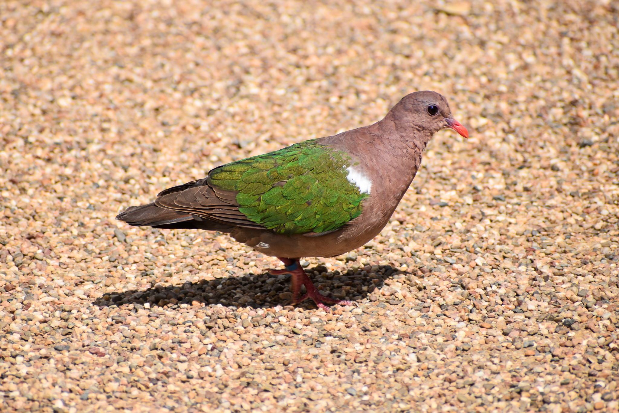 Pacific Emerald Dove (Chalcophaps longirostris)