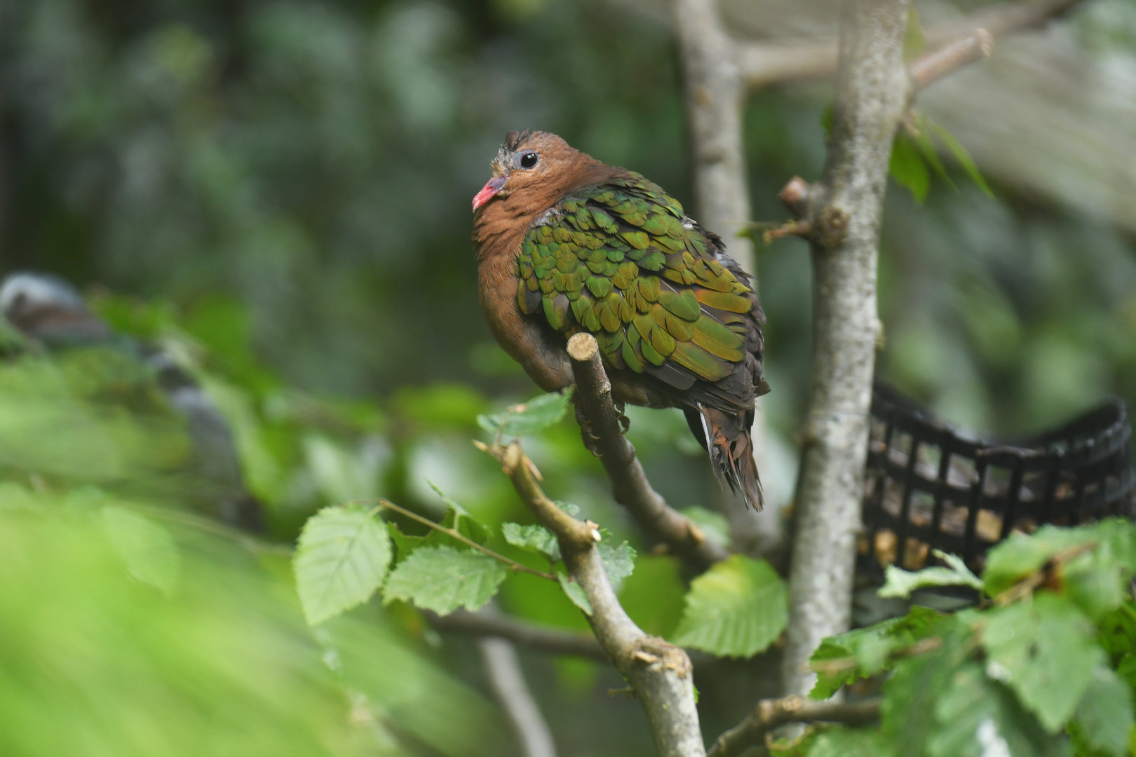 Pacific Emerald-Dove Chalcophaps longirostris