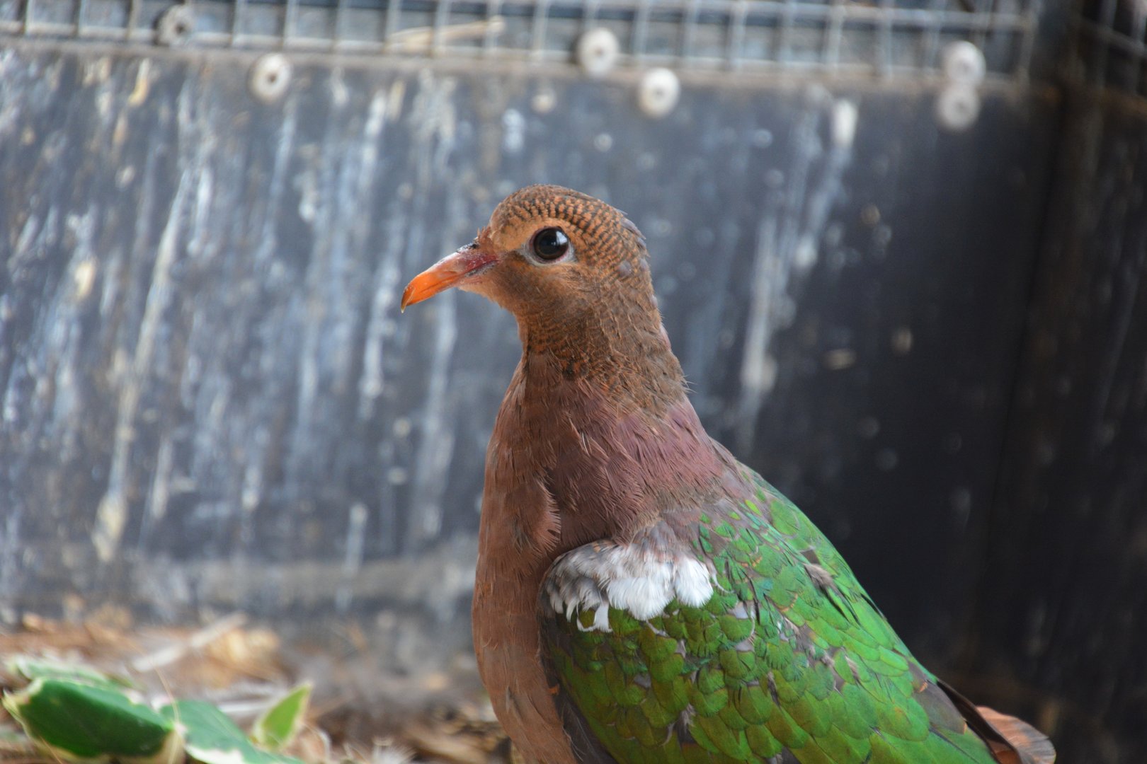 Pacific emerald dove (Chalcophaps longirostris)