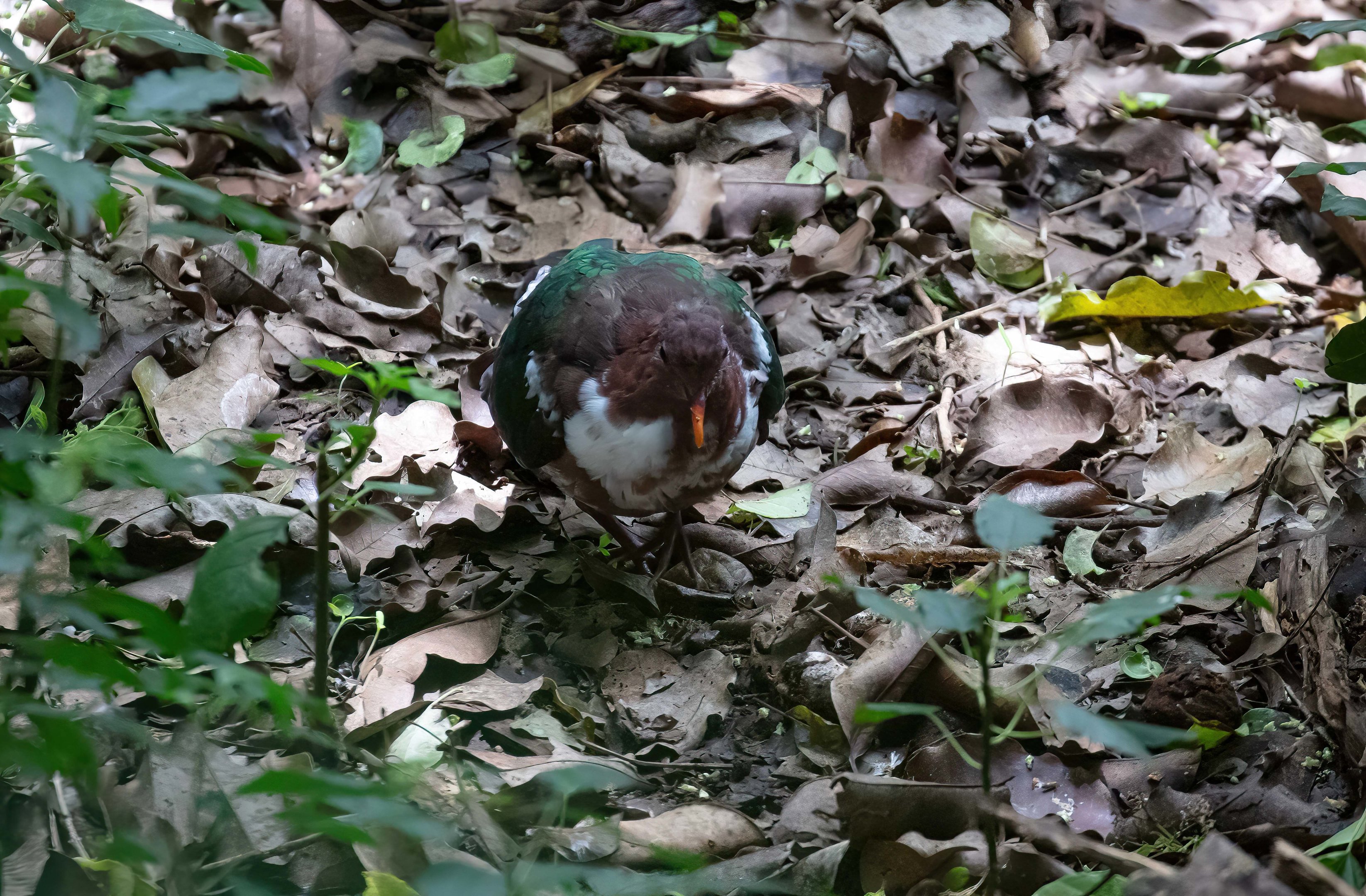 Pacific Emerald Dove with white markings