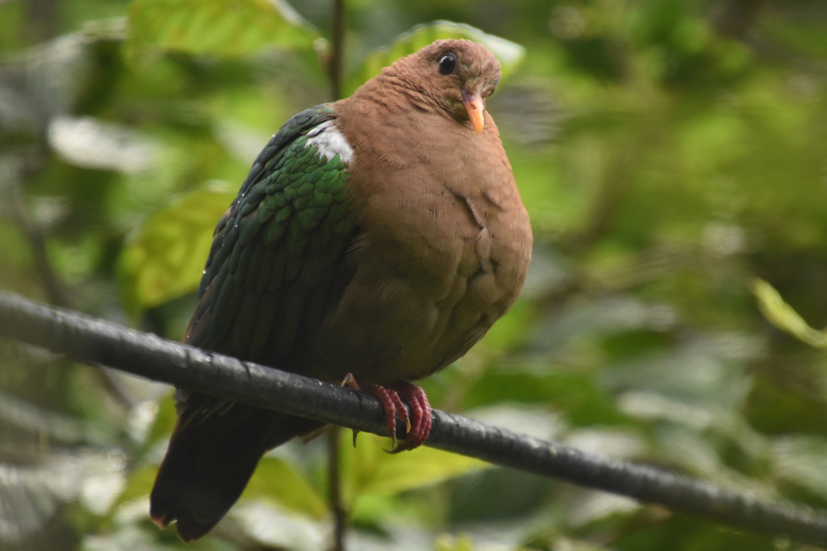 Pacific Emerald Dove